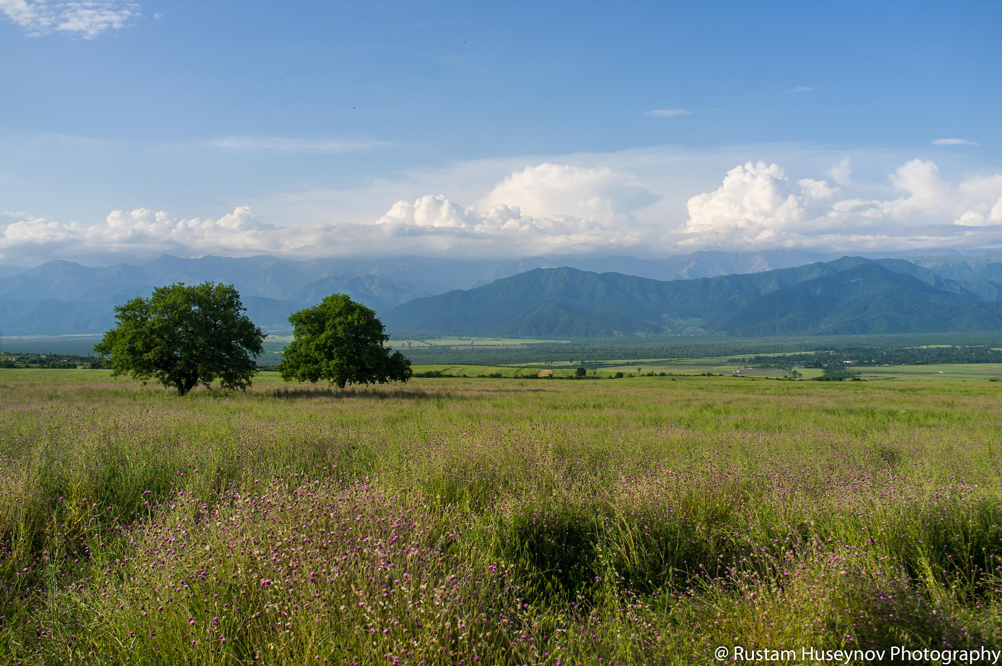 Fujifilm FinePix X100 sample photo. Two oaks photography