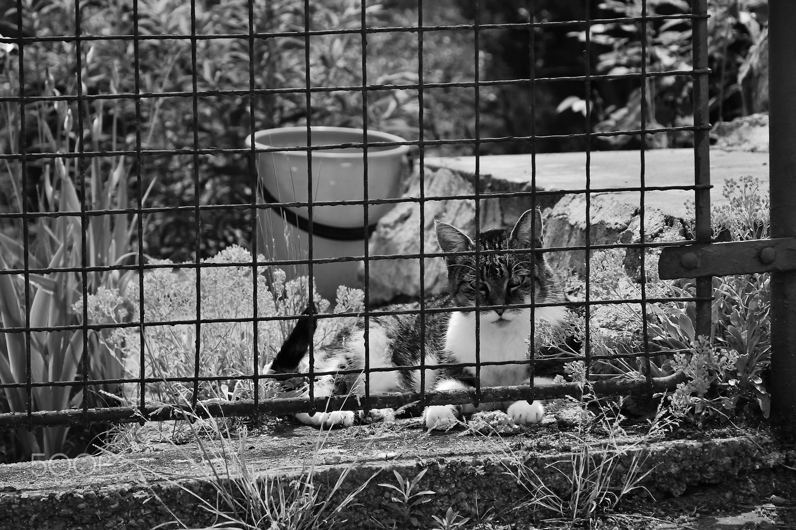 Nikon D5300 sample photo. Little cat resting in spring garden behind fence in czech village of stare splavy with black and... photography