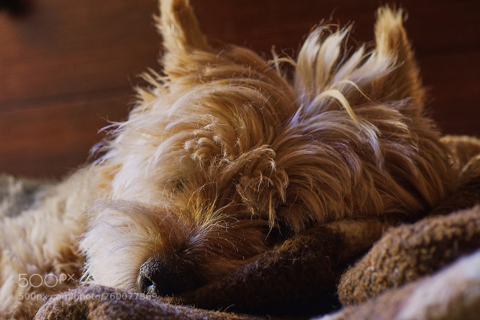Sony ILCA-77M2 sample photo. Little gremlin with cuddle-blanket photography