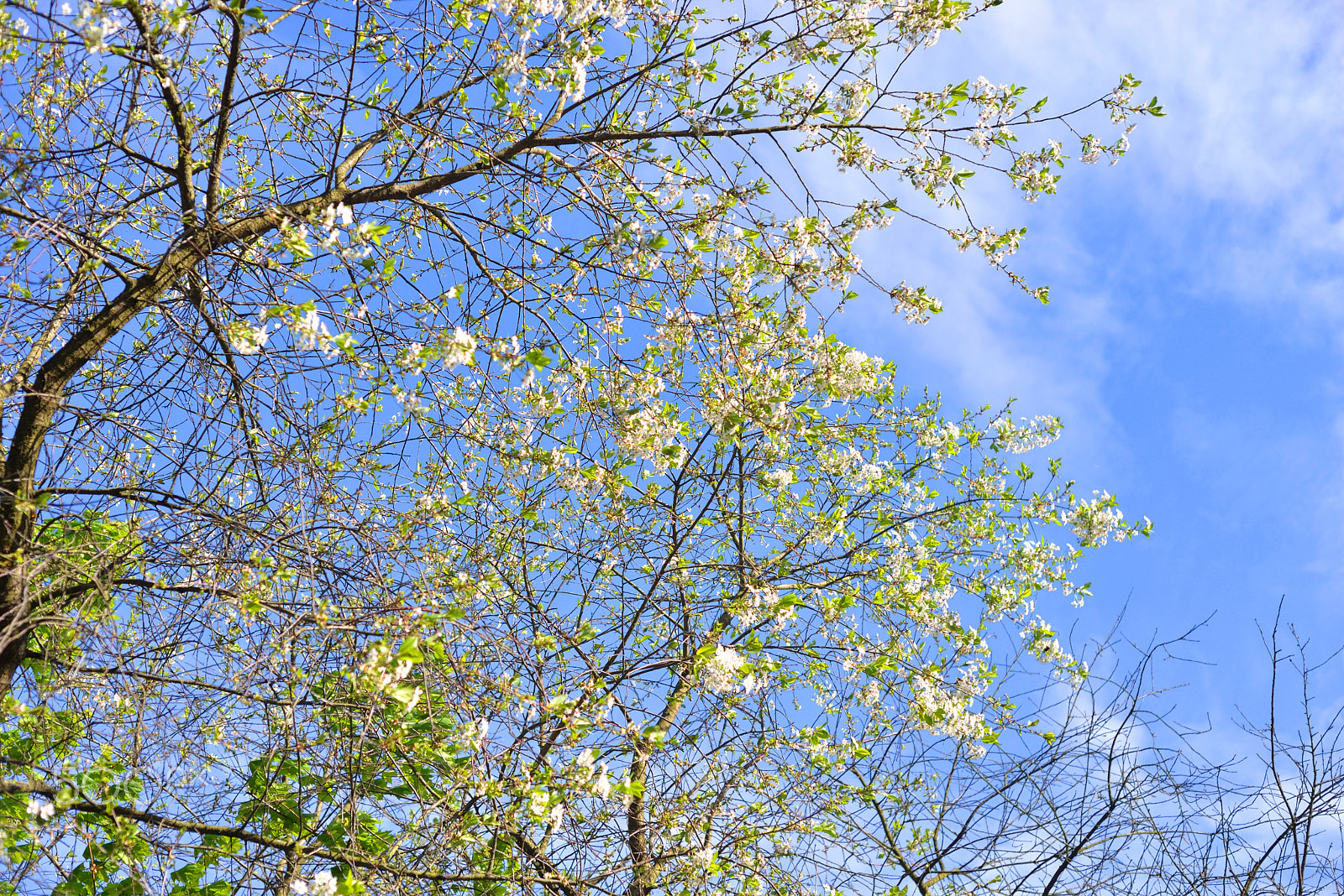 Nikon D610 + Nikon AF Nikkor 50mm F1.8D sample photo. Blossoming apple tree. photography