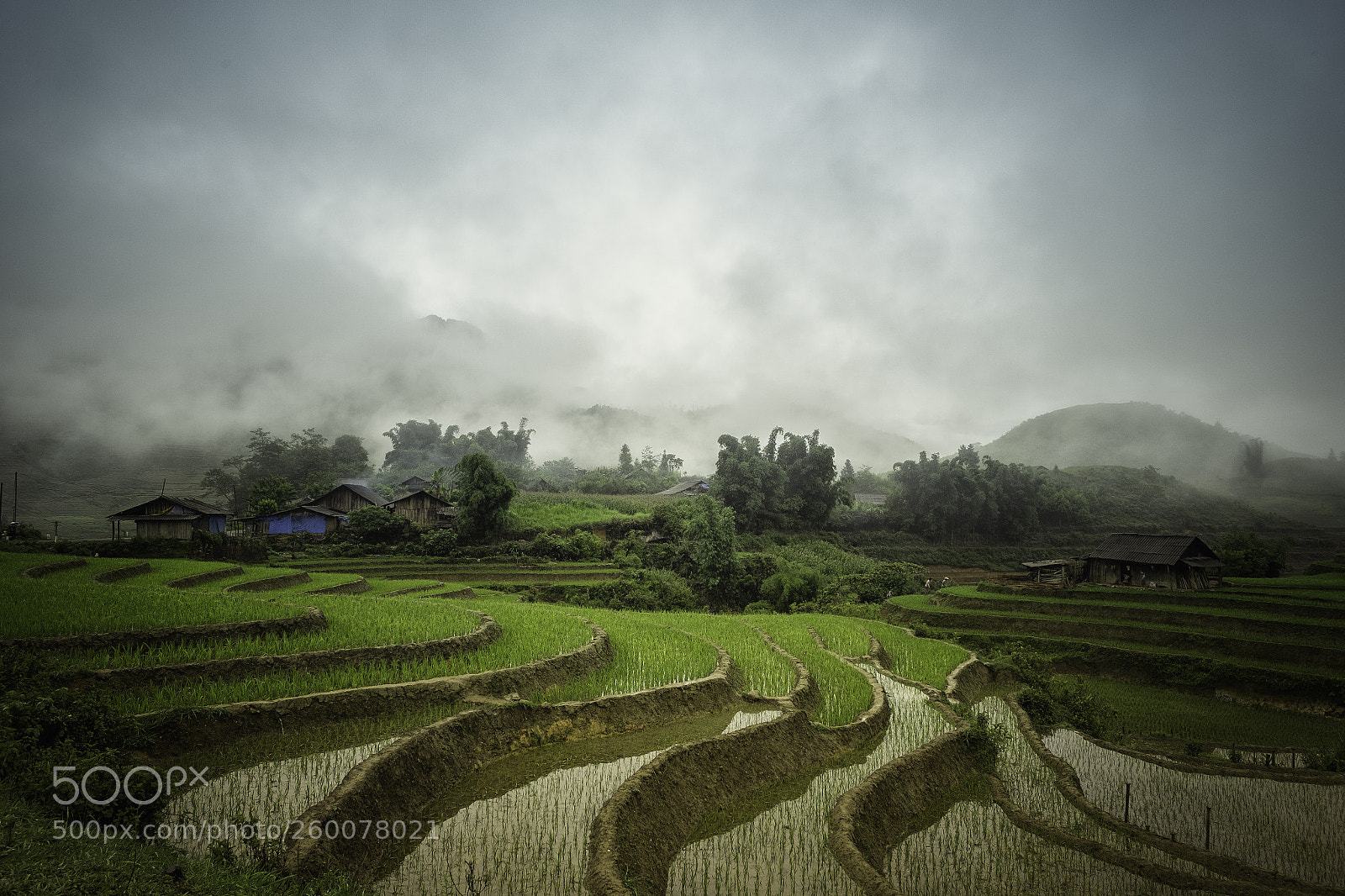 Fujifilm X-T1 sample photo. Rice photography