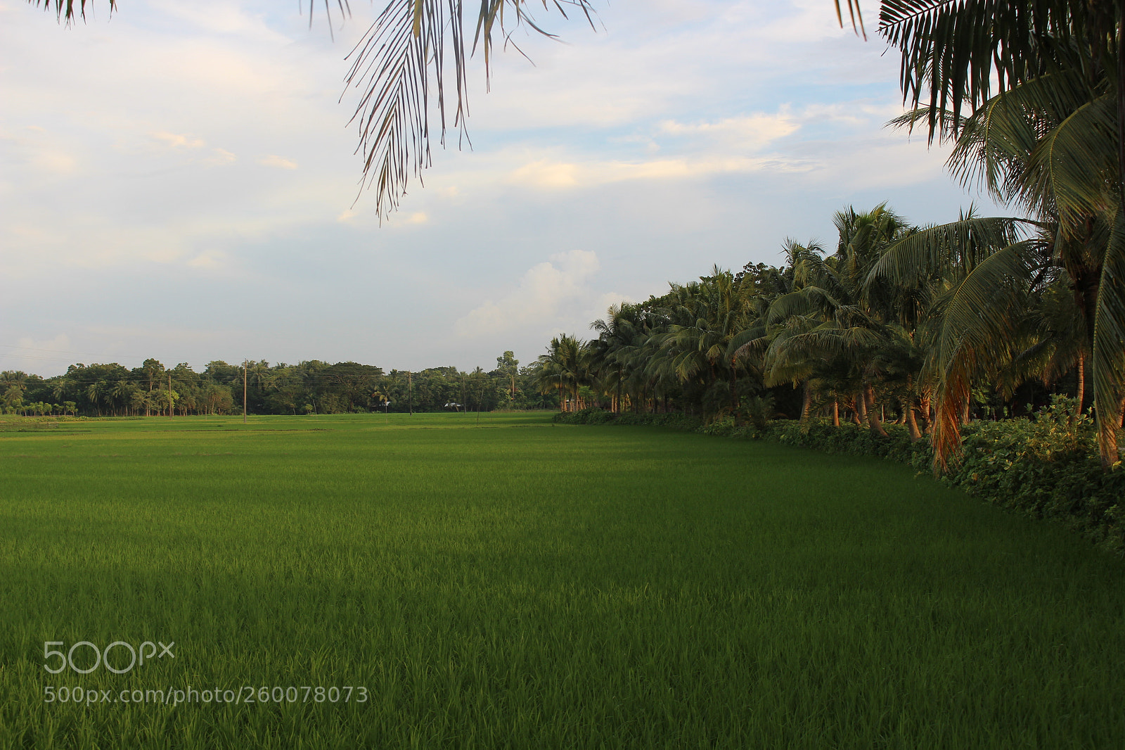 Canon EOS 700D (EOS Rebel T5i / EOS Kiss X7i) sample photo. Green nature photography