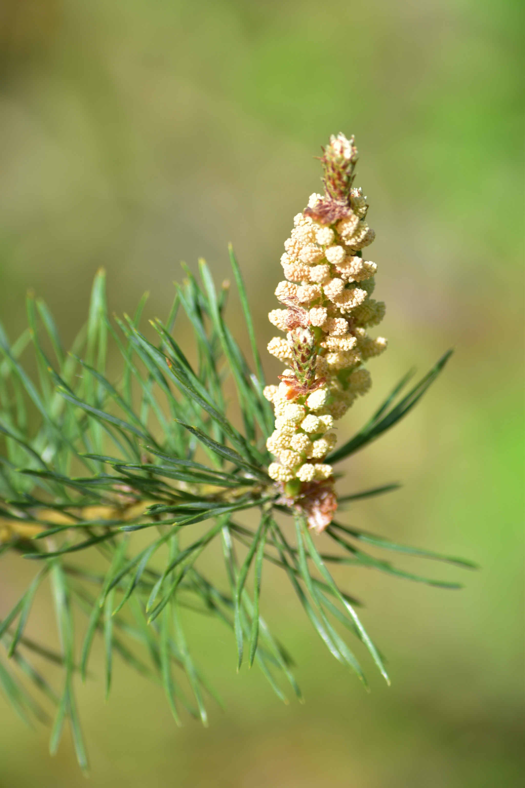 Nikon D5500 sample photo. Nature photography