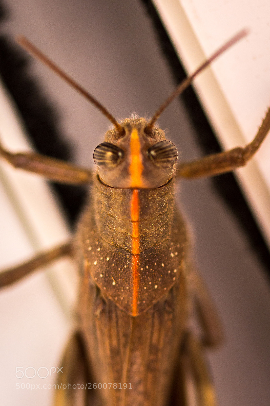 Nikon D7200 sample photo. Alien photography