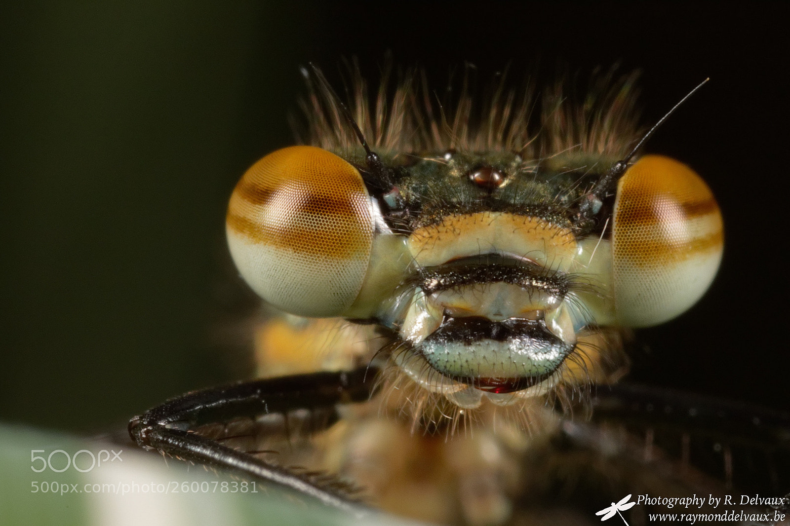 Canon EOS 7D Mark II sample photo. Pyrrhosoma nymphula photography