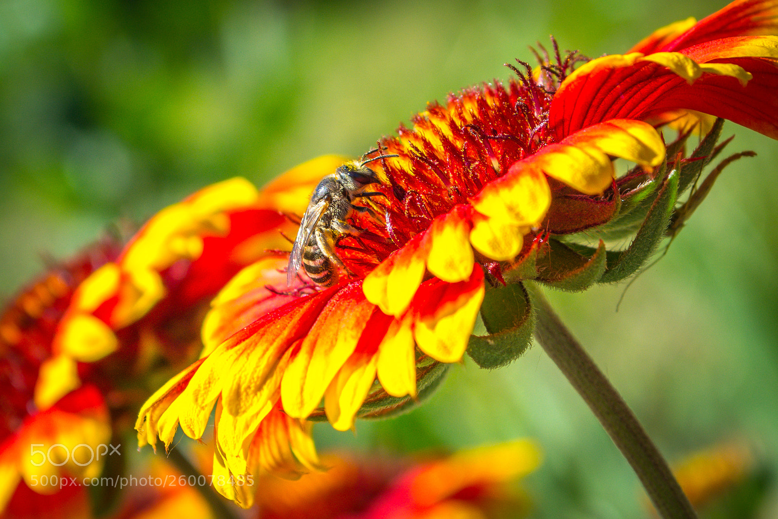 Nikon D5200 sample photo. Flower with bee photography