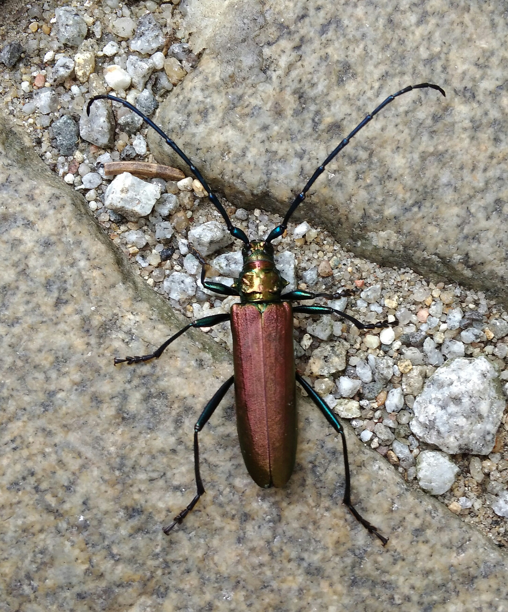 Xiaomi Redmi 4A sample photo. Poppet photography