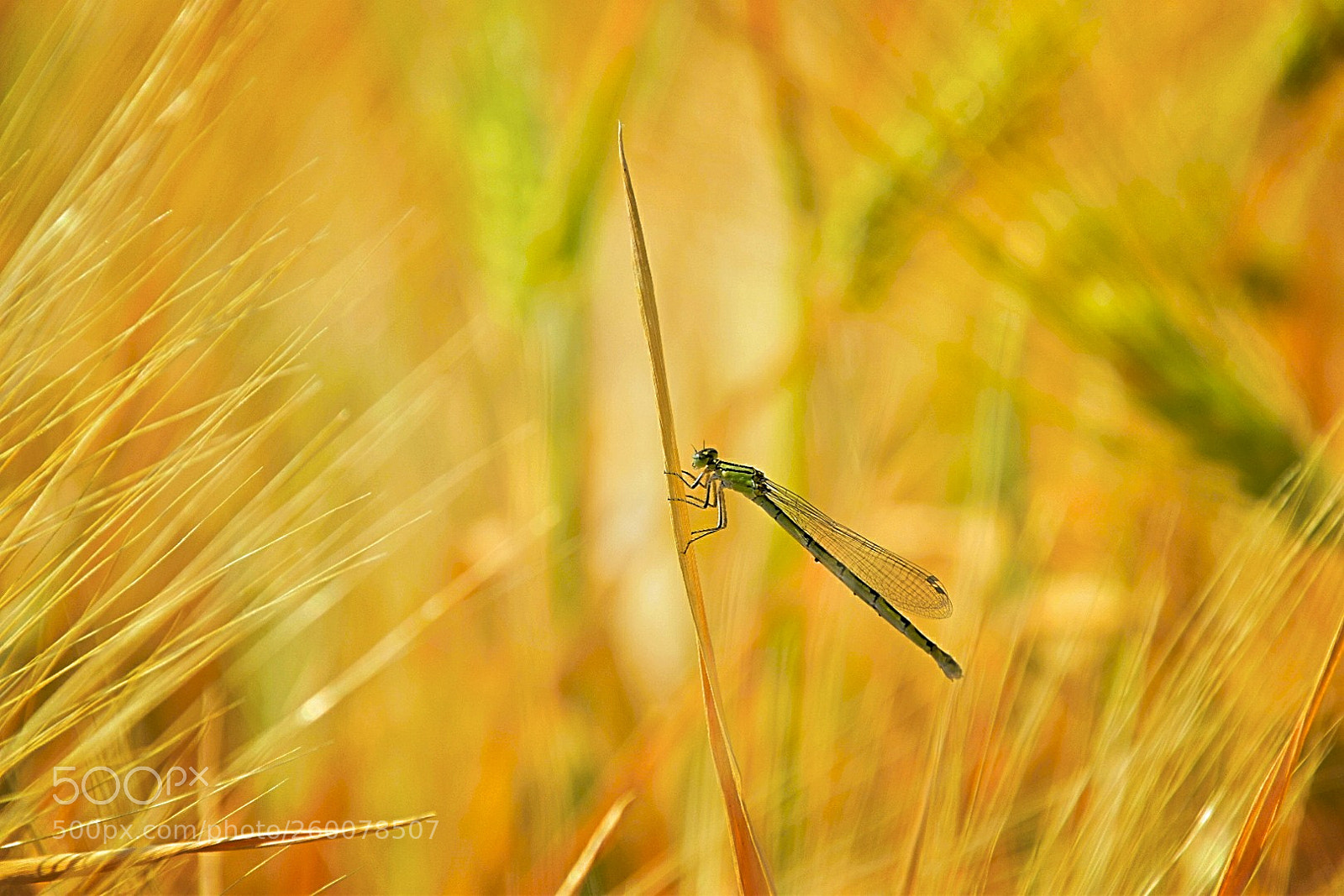 Nikon D5300 sample photo. Schön festhalten! photography