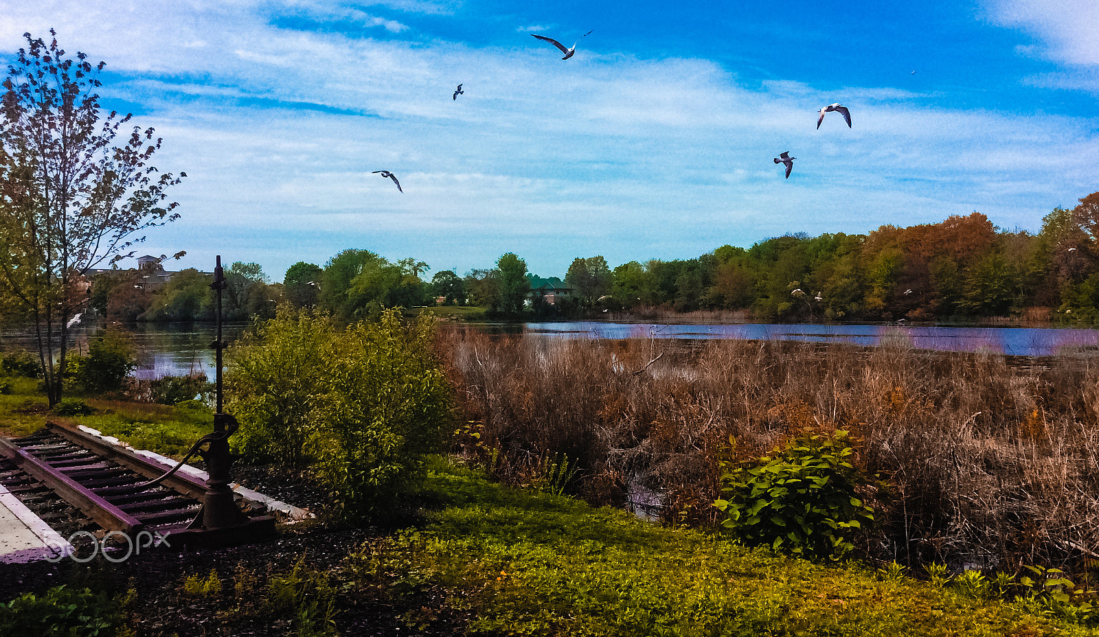 Apple iPad mini 2 sample photo. Seagulls flying bye photography