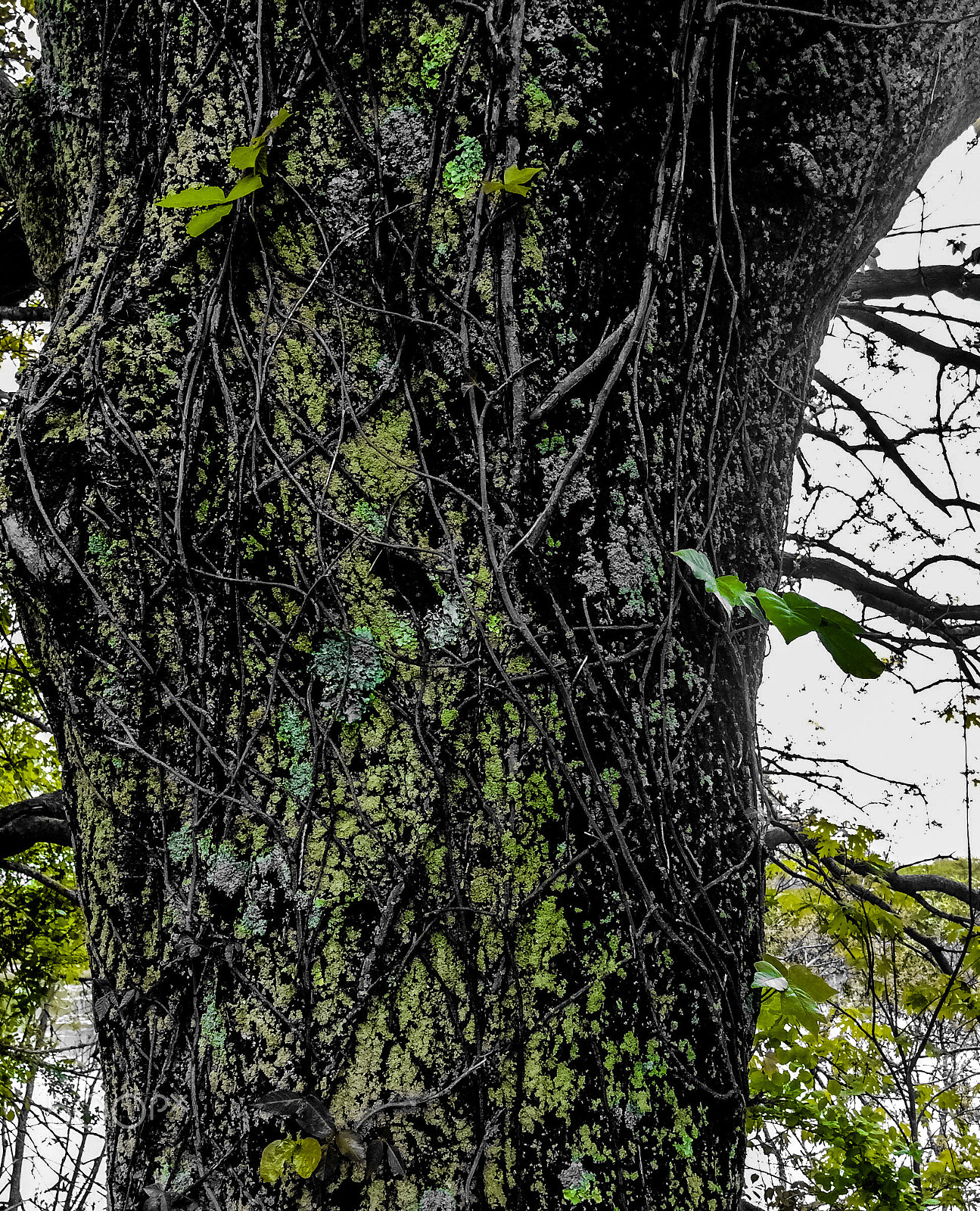 Apple iPad mini 2 sample photo. Vines photography
