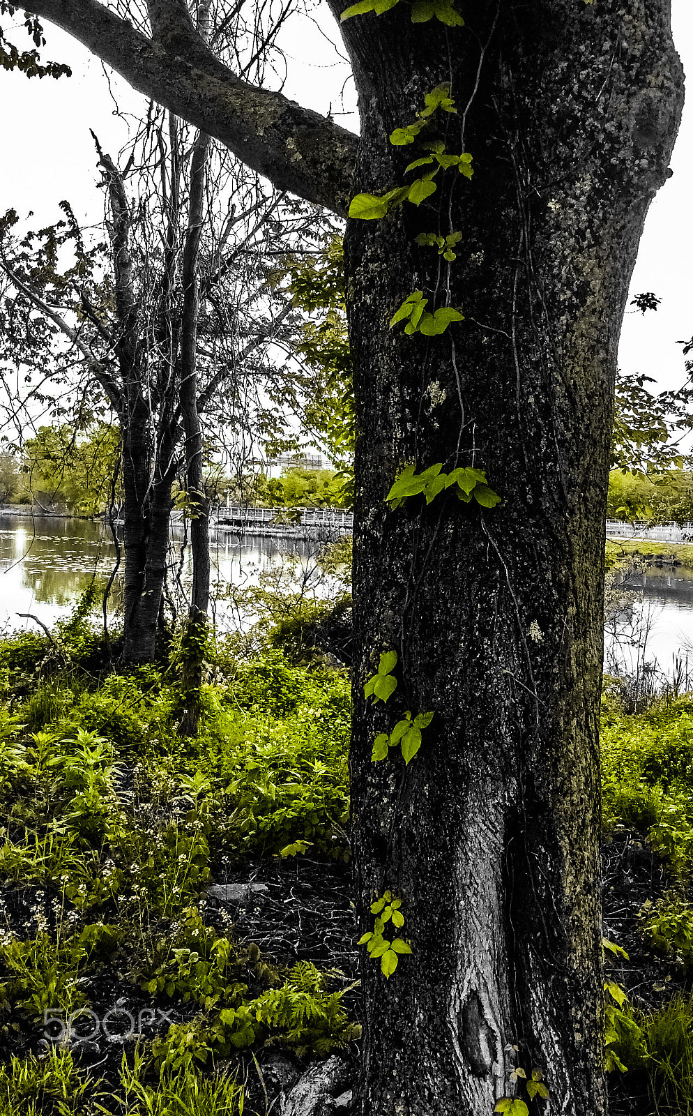 Apple iPad mini 2 sample photo. Two trees in nature photography
