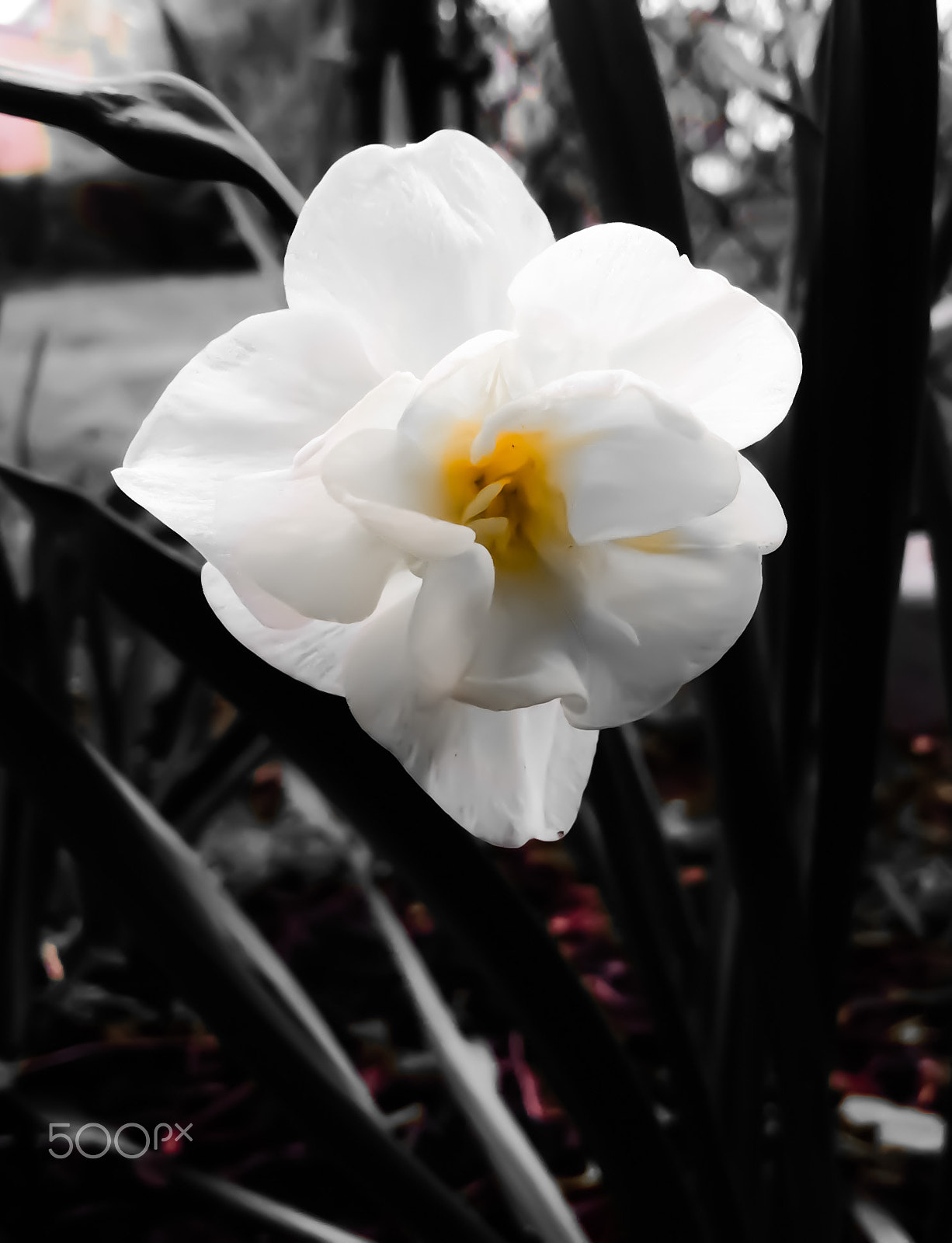 Apple iPad mini 2 sample photo. A white flower photography