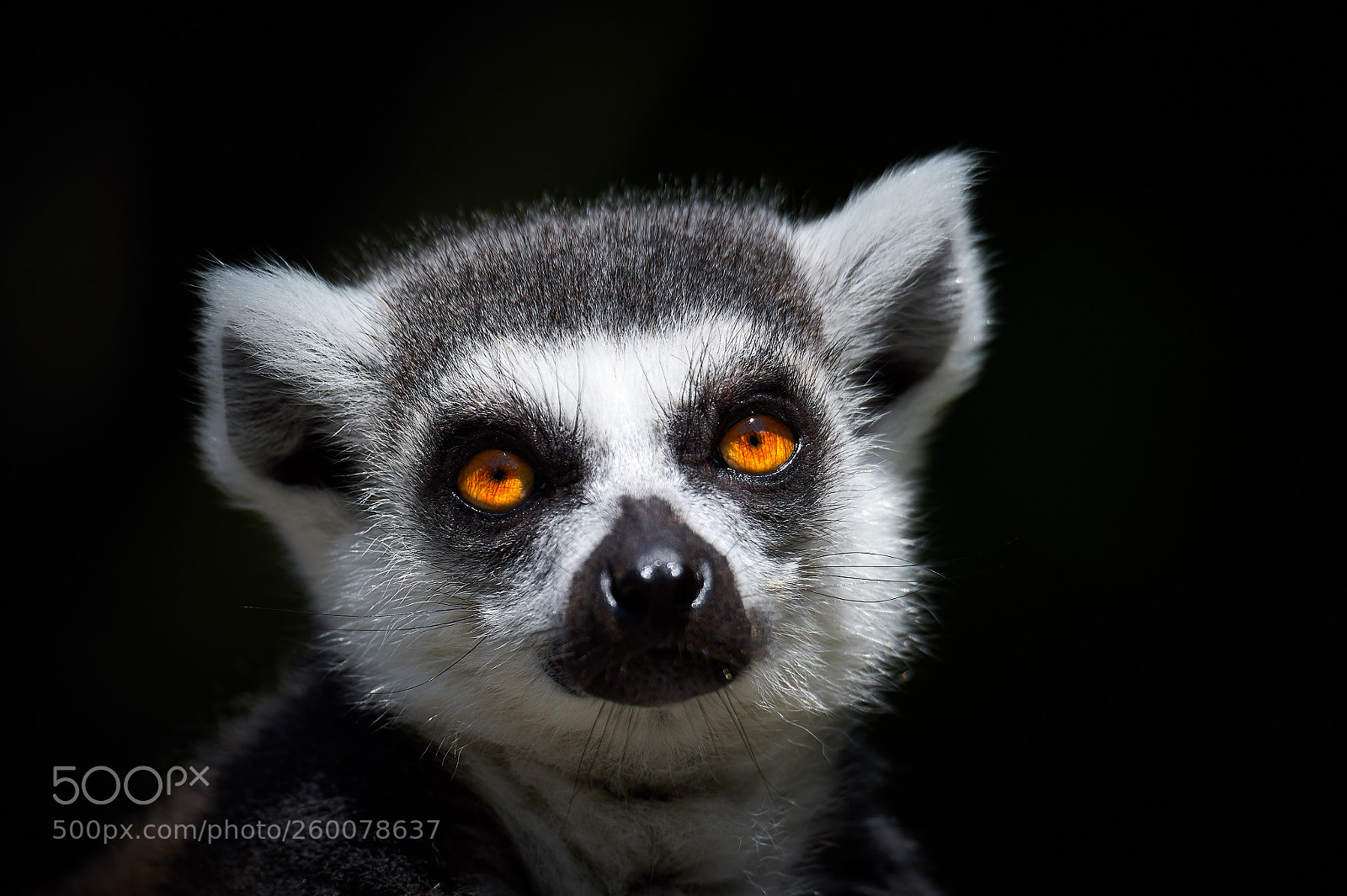 Nikon D4S sample photo. Katta photography