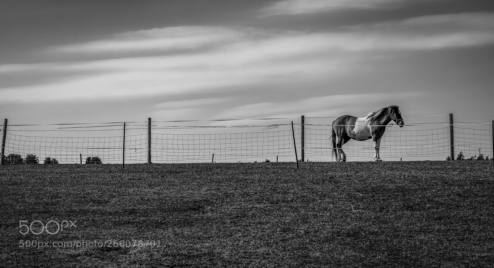 Nikon D850 sample photo. Gypsy horse photography