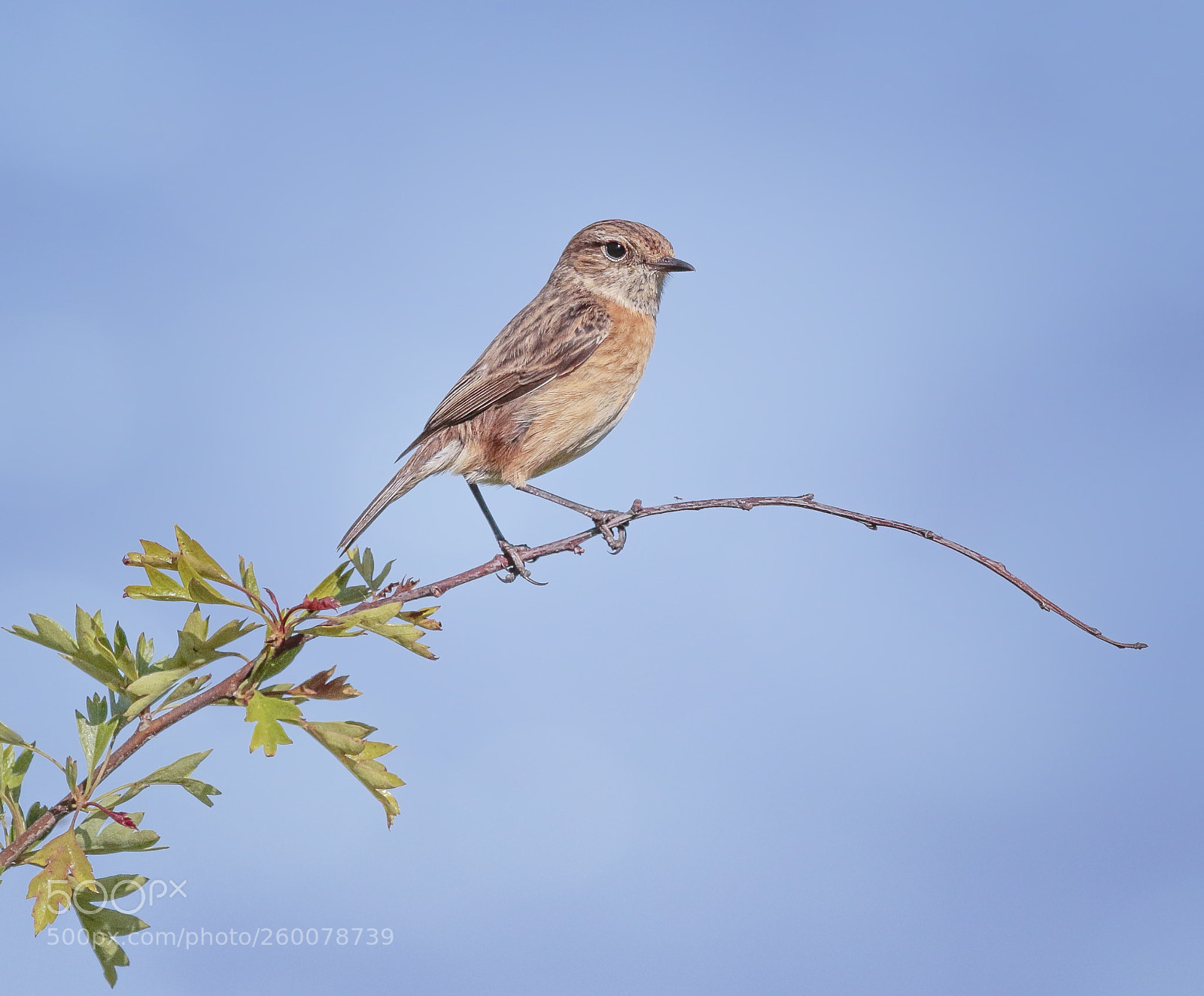 Canon EOS 7D Mark II sample photo. Female stonechat photography