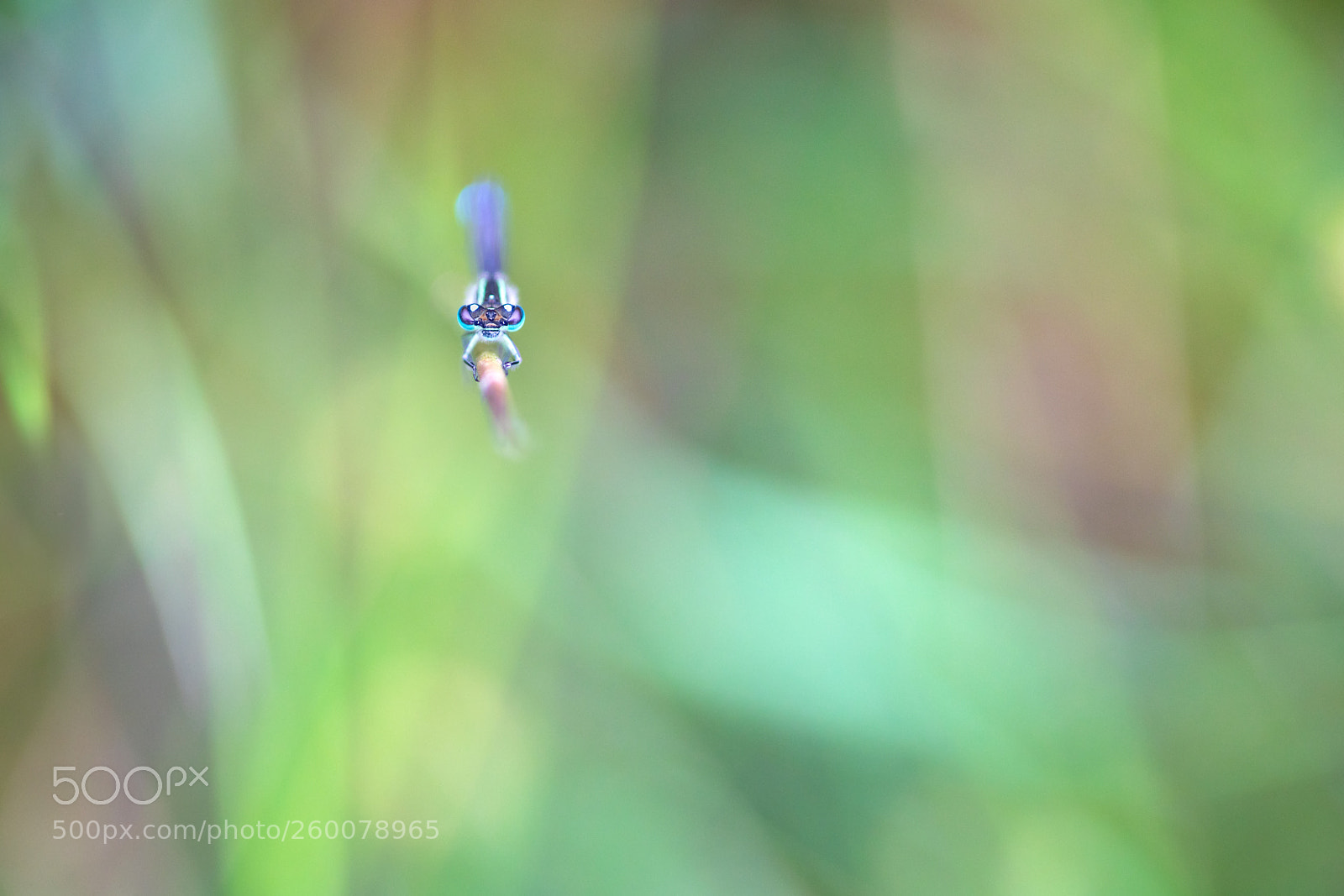 Canon EOS 5D Mark IV sample photo. Blue damselfly photography