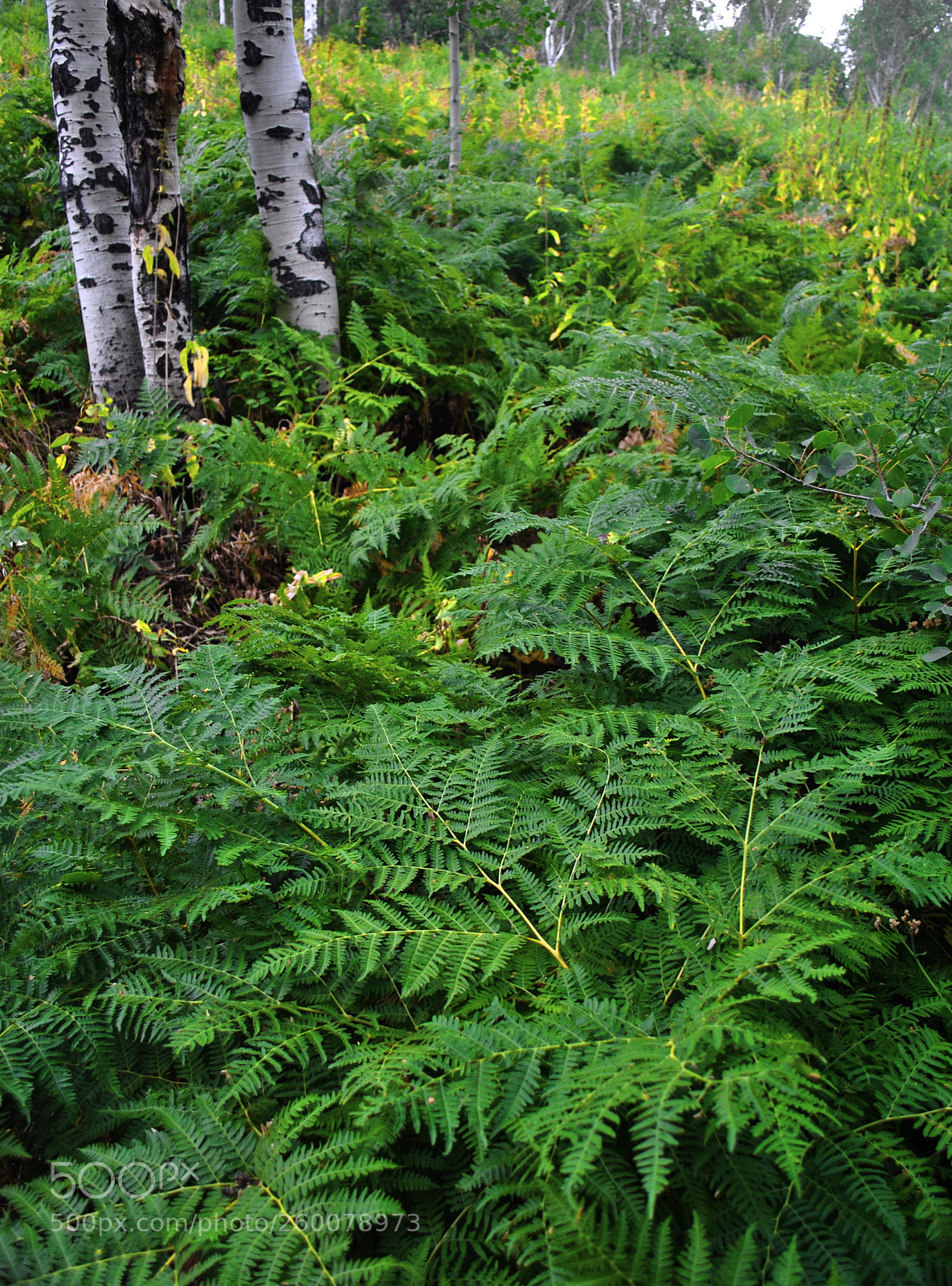 Nikon D3000 sample photo. Color ferns and aspens photography
