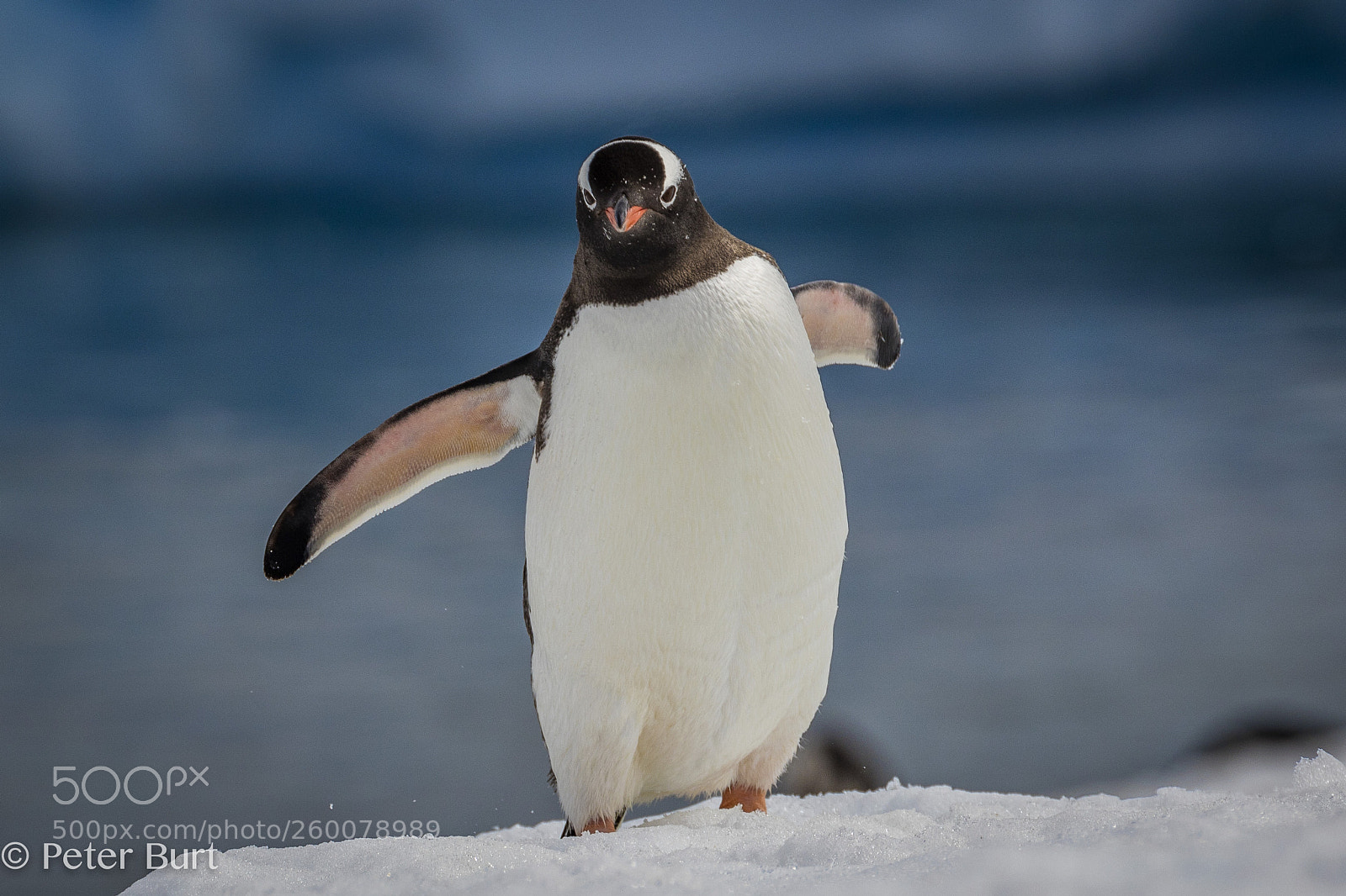 Canon EOS 5DS R sample photo. Gentoo photography