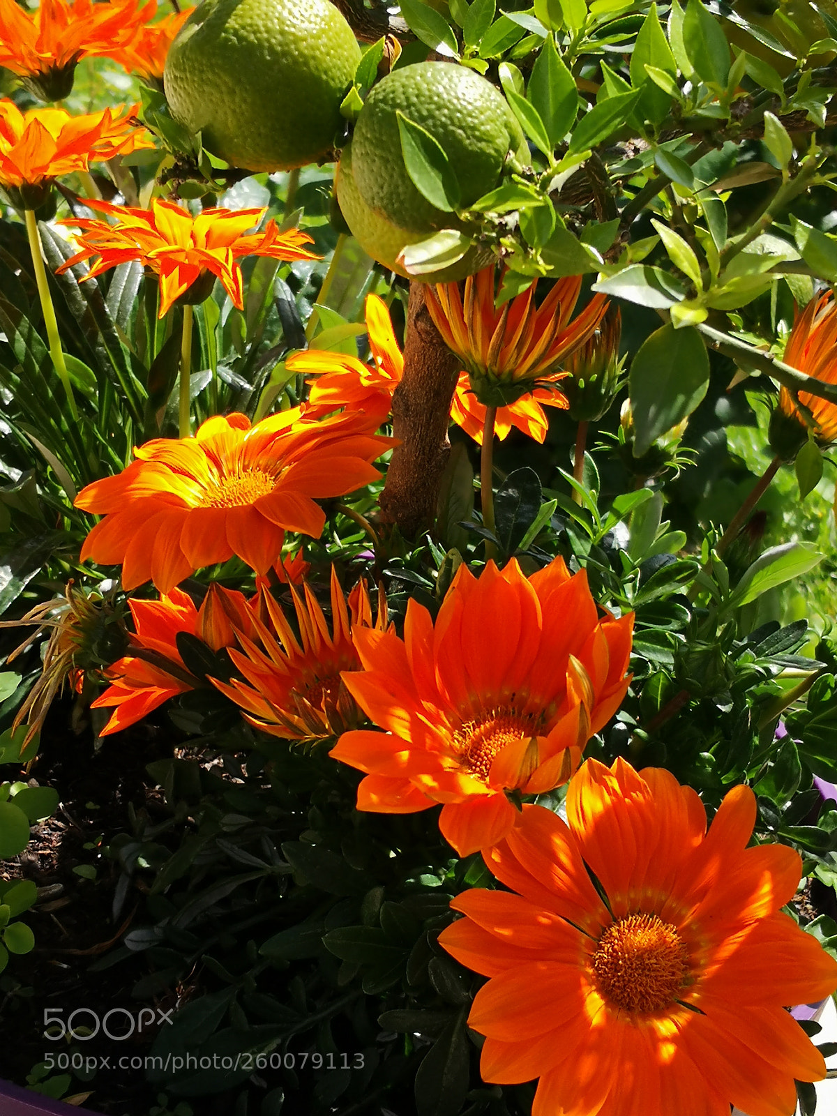 HUAWEI Mate 10 Pro sample photo. Untitled photography