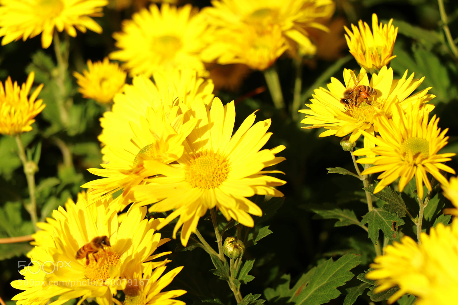 Canon EOS 80D sample photo. Bee photography