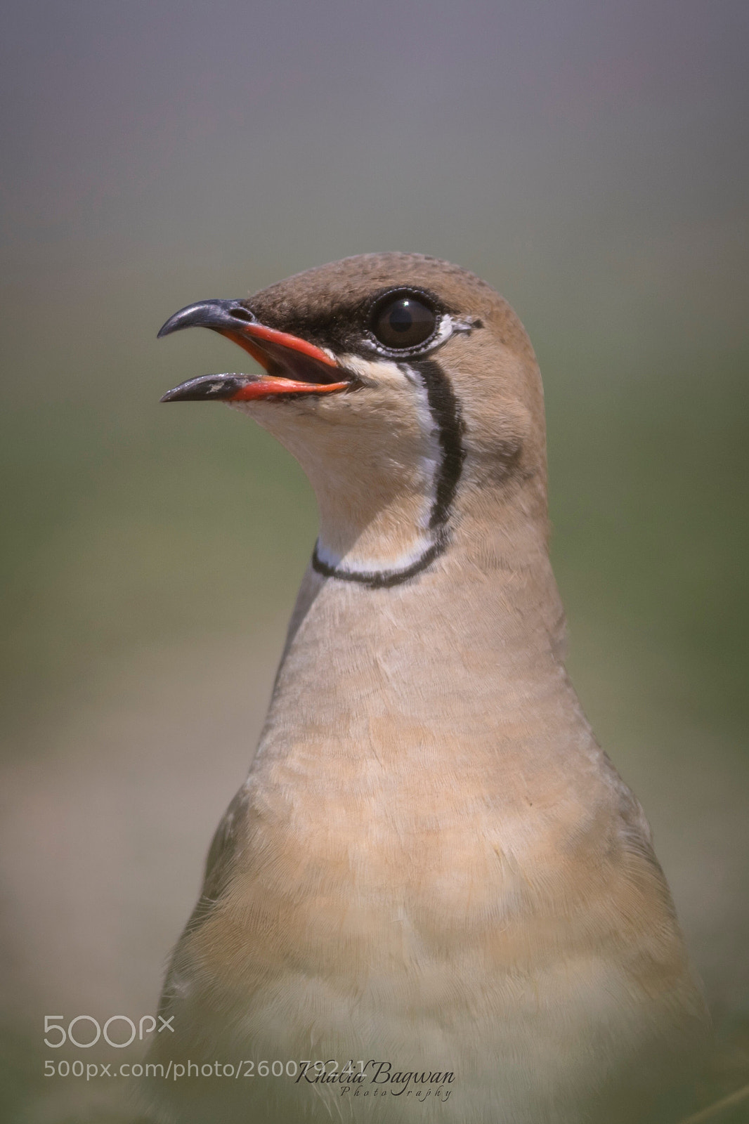 Canon EOS 7D Mark II sample photo. Oriental pratincole photography