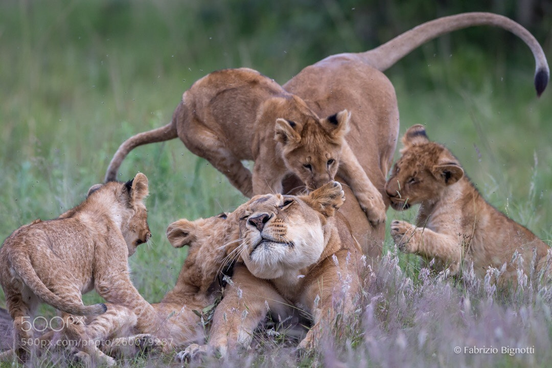 Nikon D5 sample photo. Amazing attack:).  photography