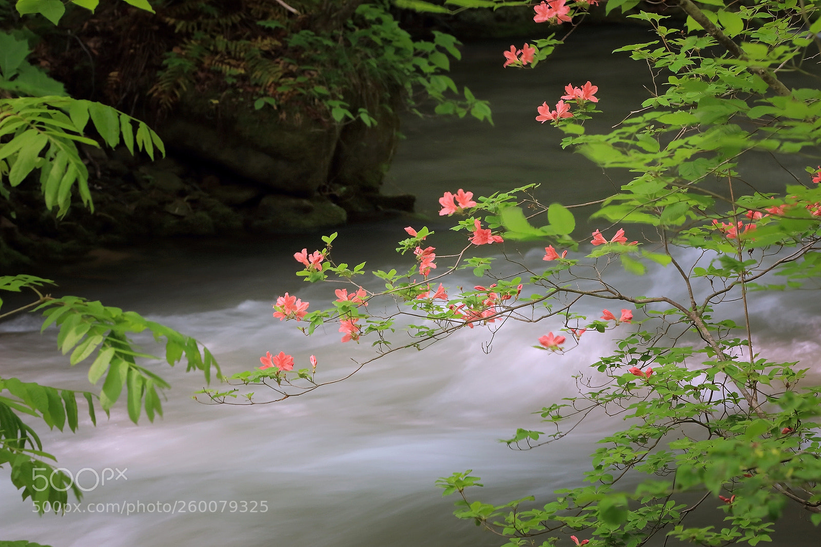 Canon EOS 70D sample photo. Spring stream v photography