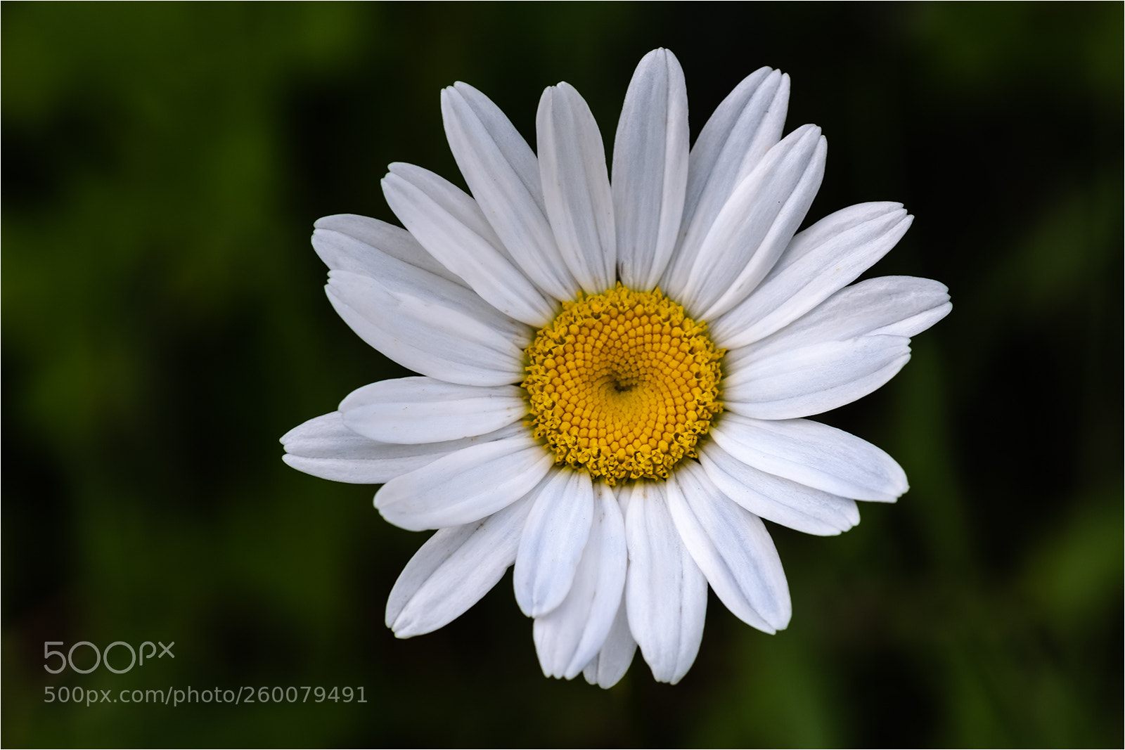 Fujifilm X-T2 sample photo. Wild daisy photography