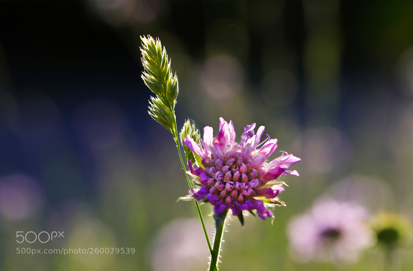 Canon EOS 6D Mark II sample photo. Frühlingswiese photography