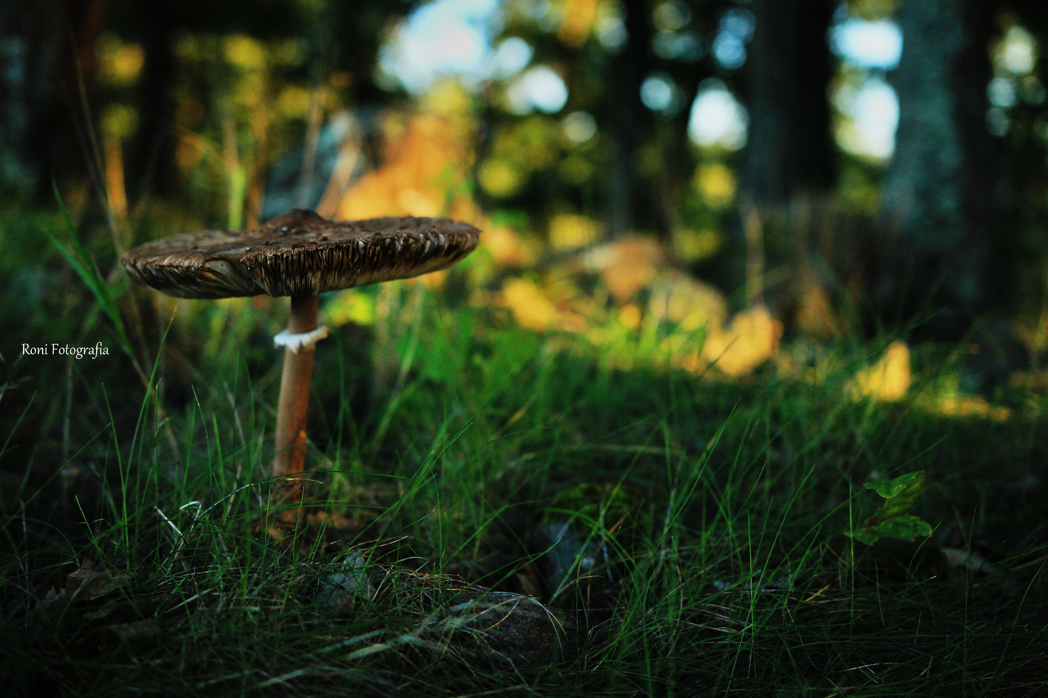 Canon EOS 600D (Rebel EOS T3i / EOS Kiss X5) + Sigma 18-35mm f/1.8 DC HSM sample photo. Magical mushroom photography