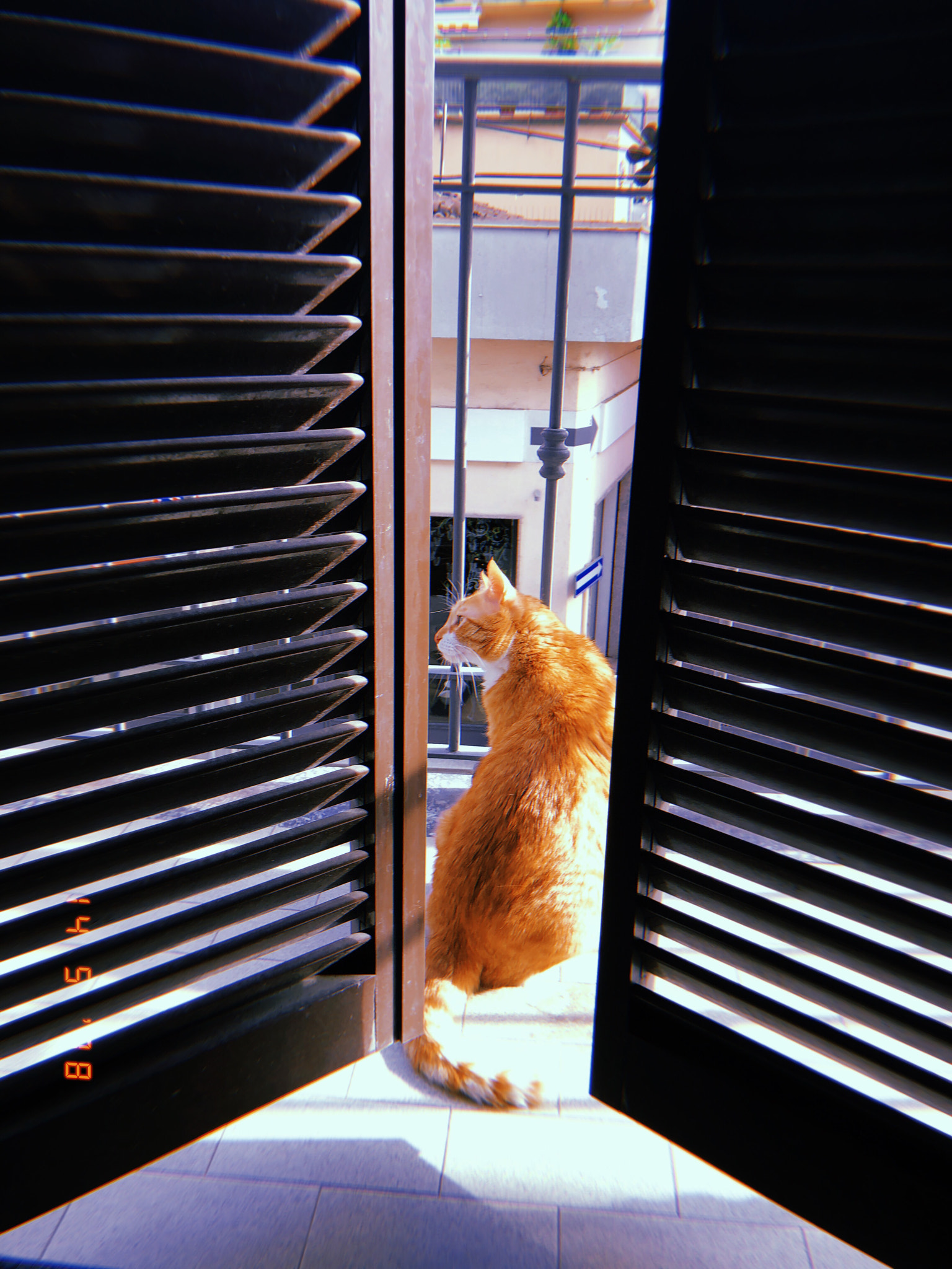 Apple iPhone sample photo. Io sono un gatto... photography