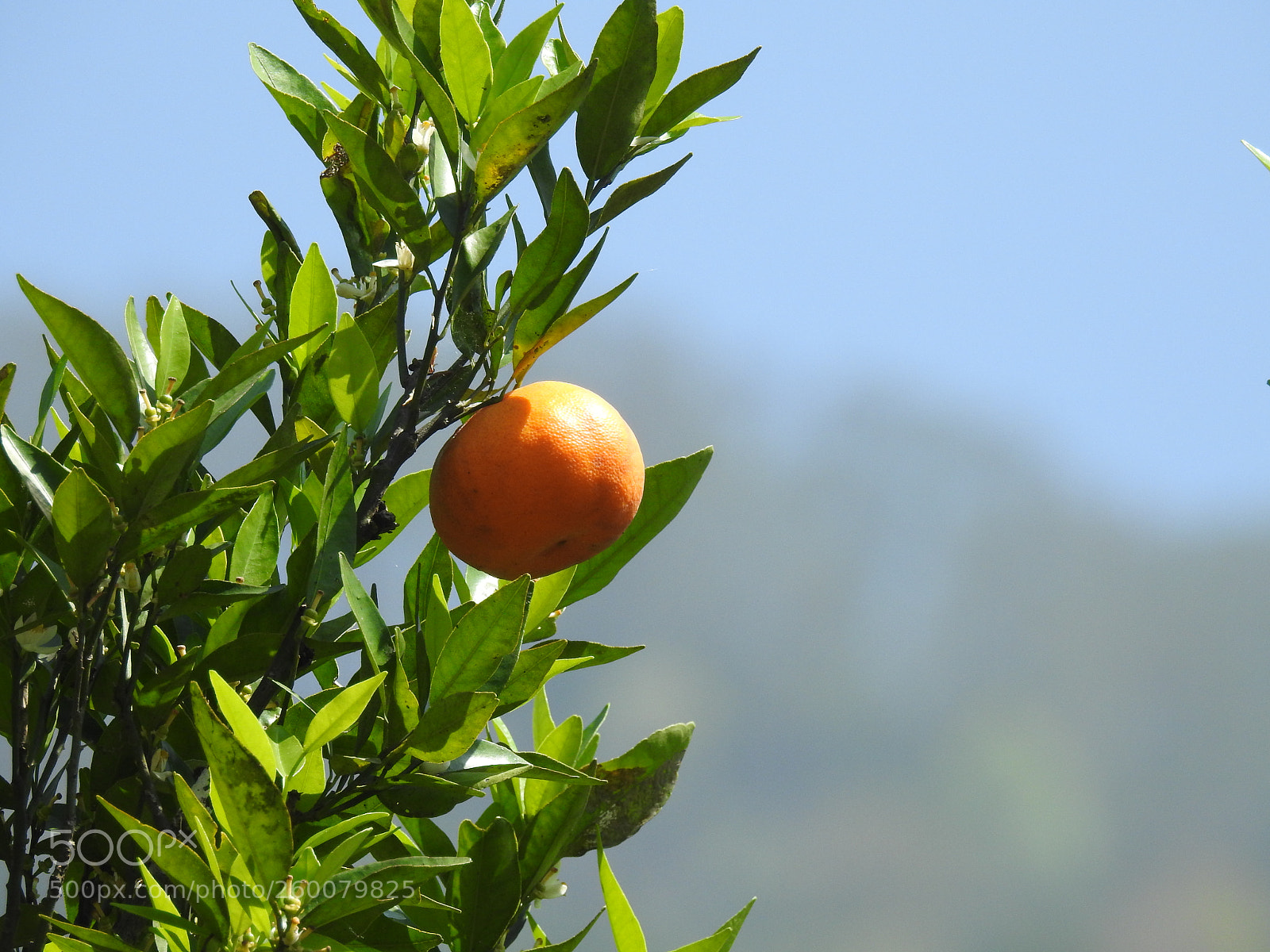Nikon Coolpix P900 sample photo. An orange hanging from photography