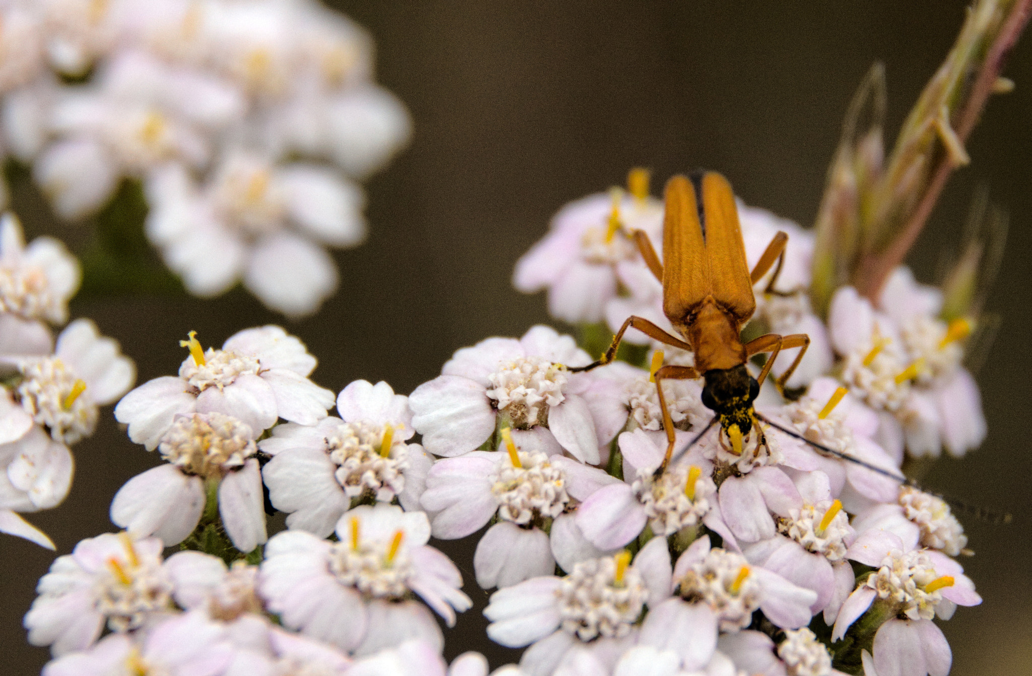 Canon EOS 600D (Rebel EOS T3i / EOS Kiss X5) sample photo. Feasting longhorn photography