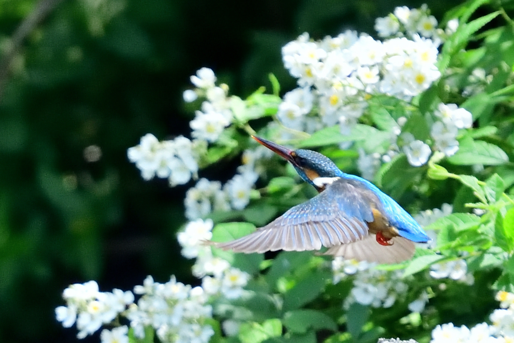 Nikon Nikkor AF-S 300mm F4E PF ED VR sample photo. Kingfisher with flower photography