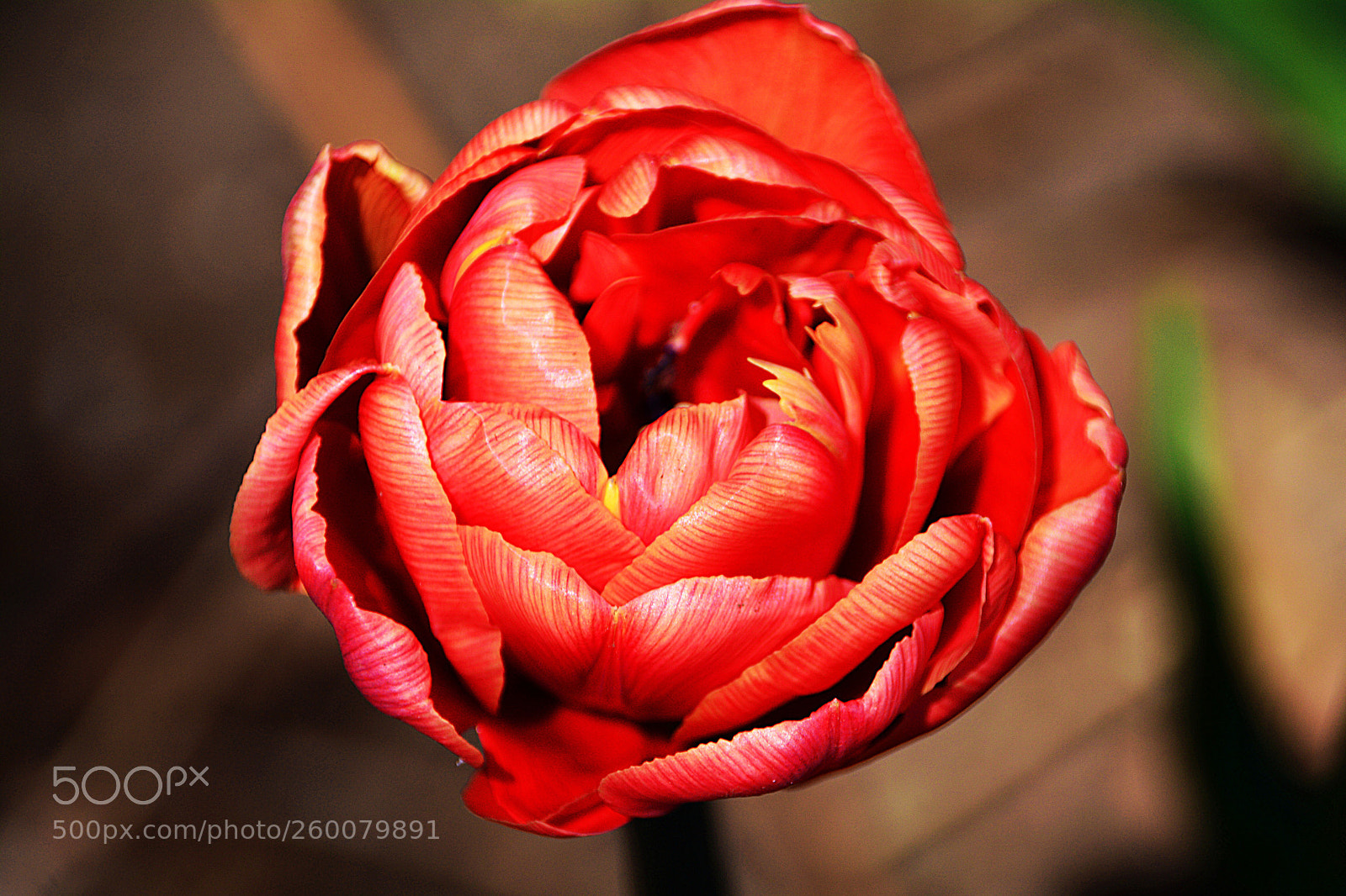 Nikon D7100 sample photo. Fleur printannière photography