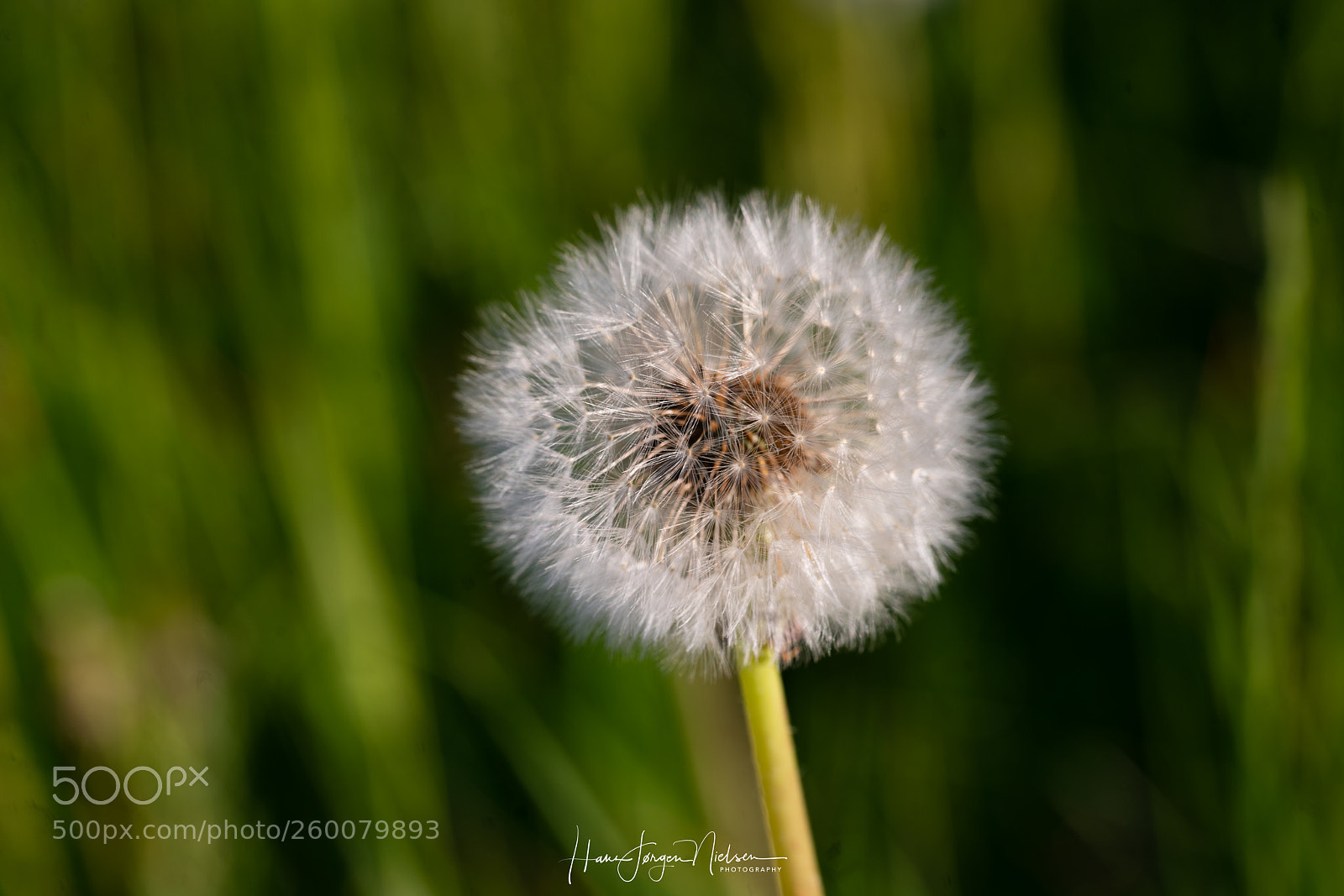 Sony a7R II sample photo. Dandelion photography