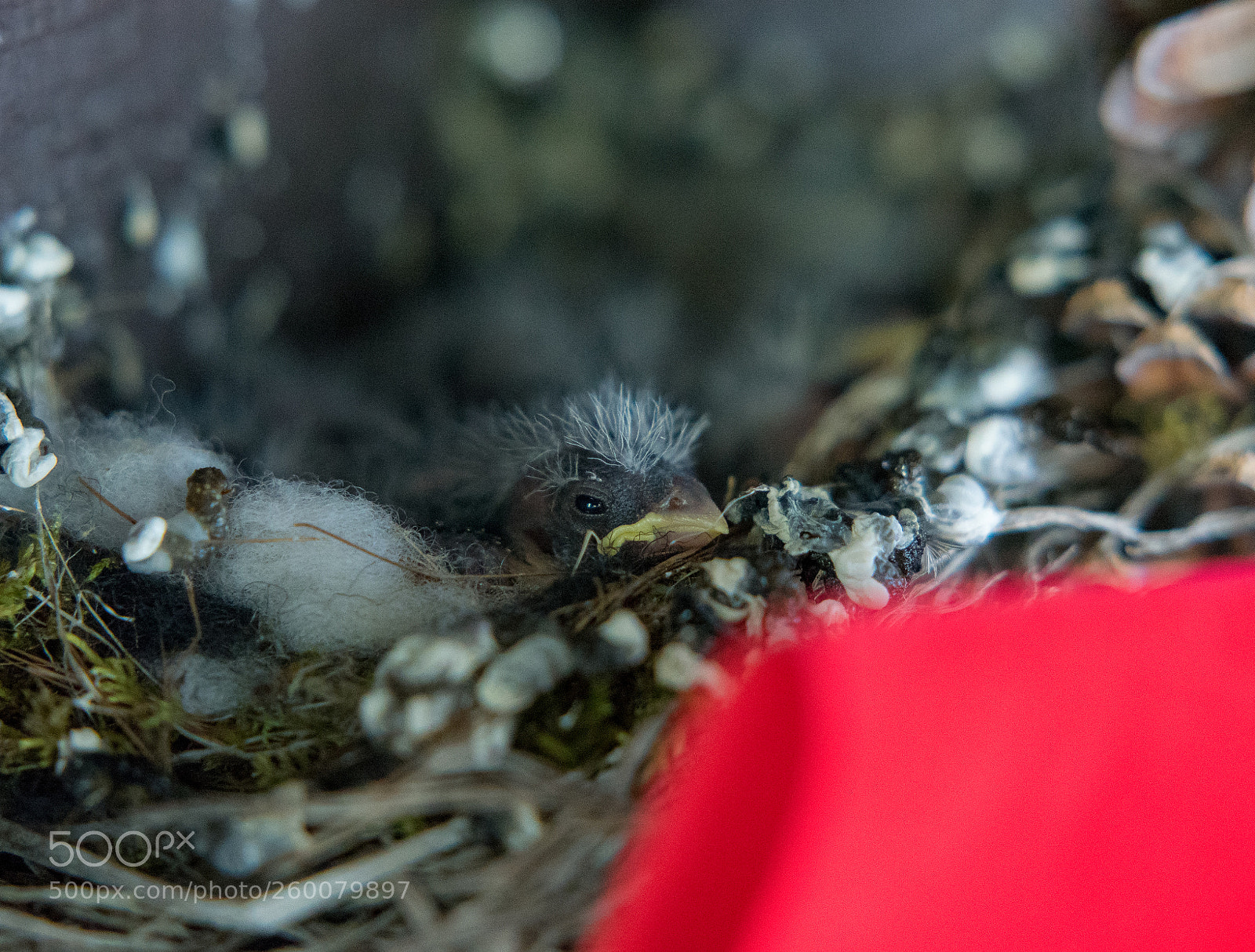 Nikon D750 sample photo. Baby red finch photography