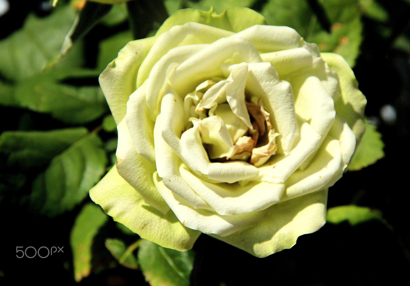 Canon EOS 700D (EOS Rebel T5i / EOS Kiss X7i) sample photo. The dried up rose... photography