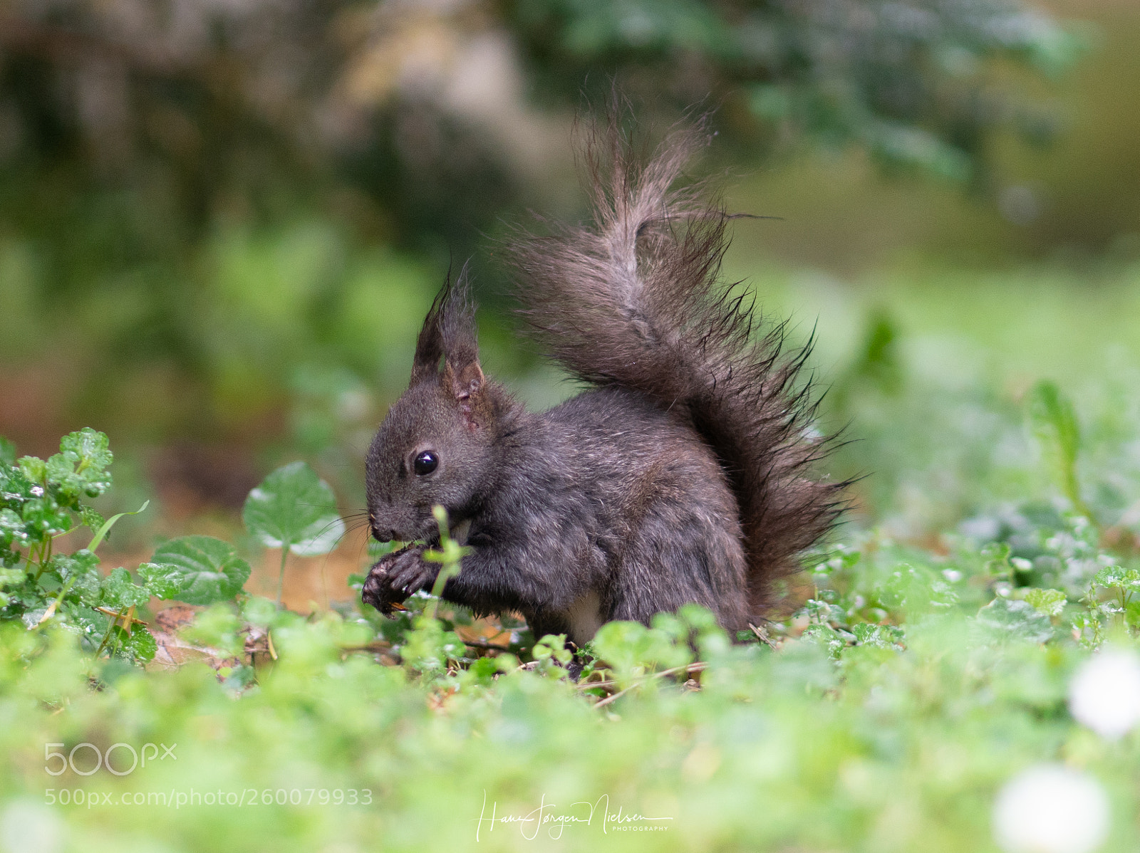 Sony a7R II sample photo. Black squirrel photography
