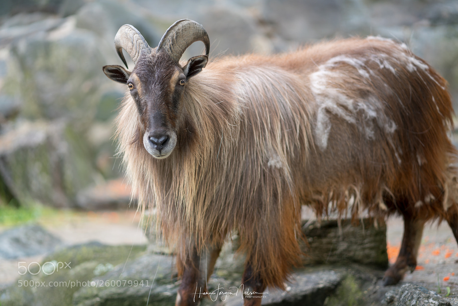 Sony a7R II sample photo. Goat photography