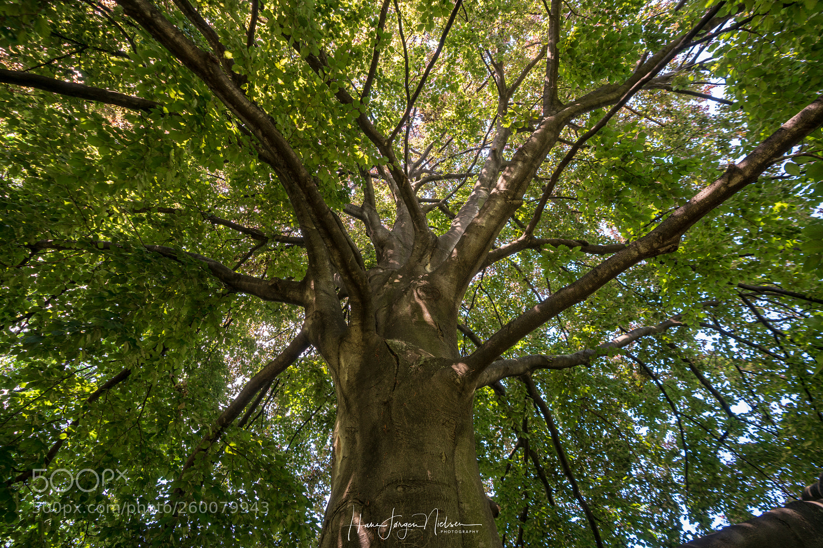 Sony a7R II sample photo. Tree in helder park photography