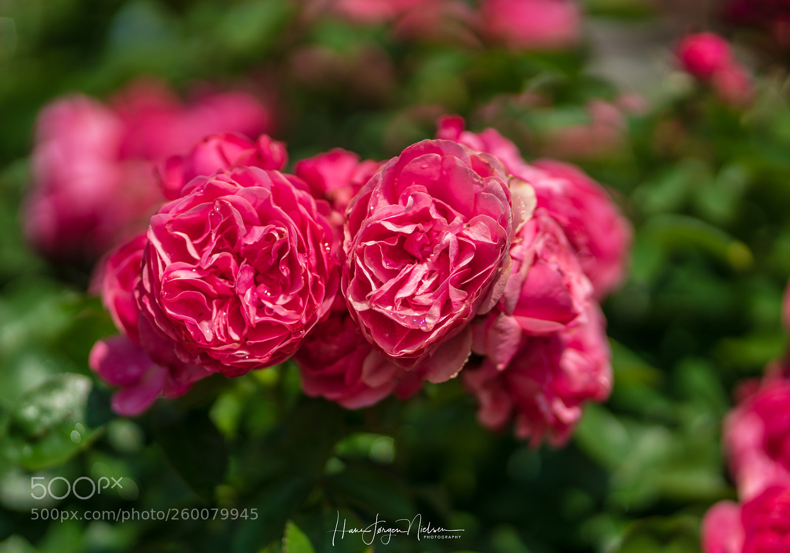 Sony a7R II sample photo. Roses photography