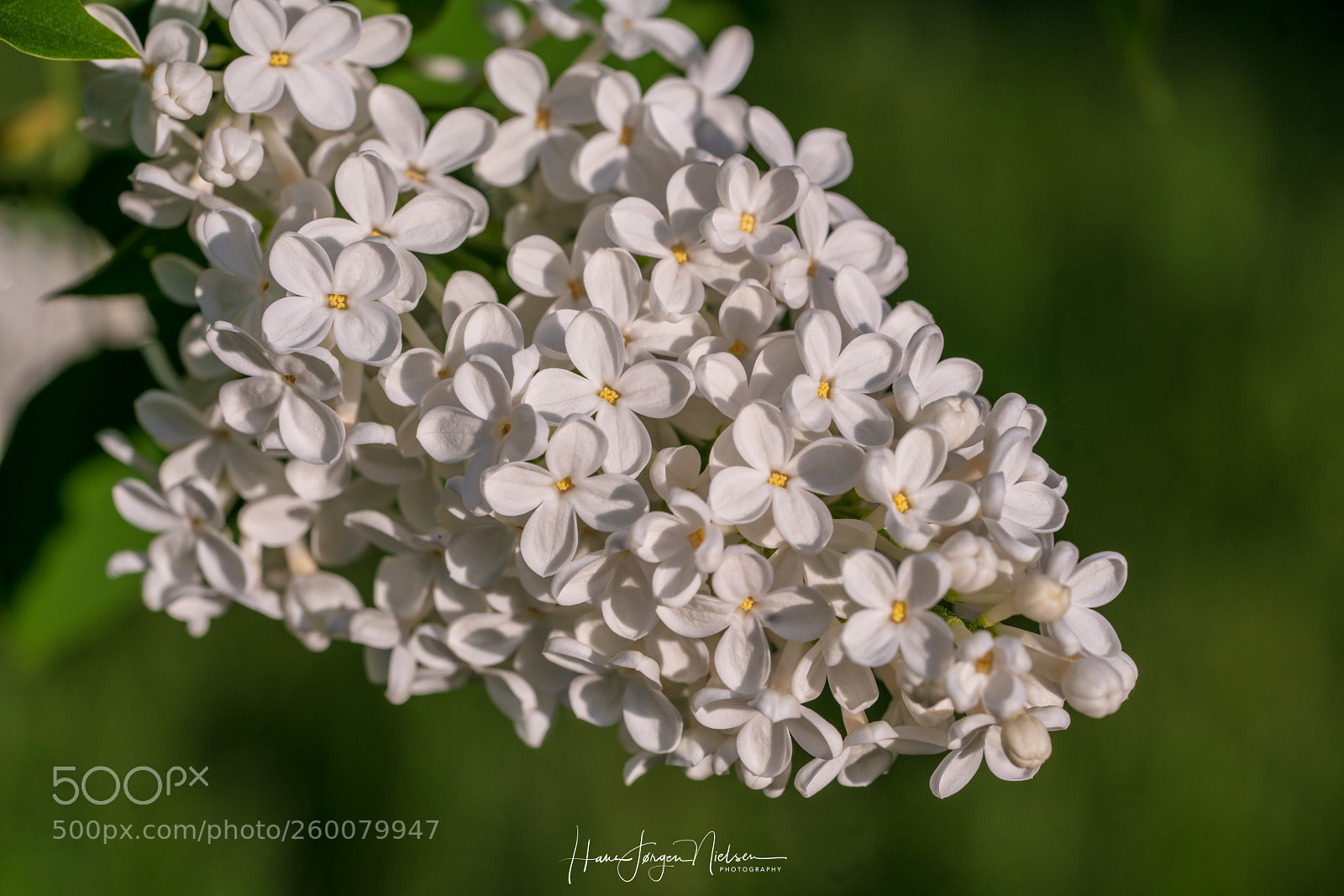 Sony a7R II sample photo. Lilac photography