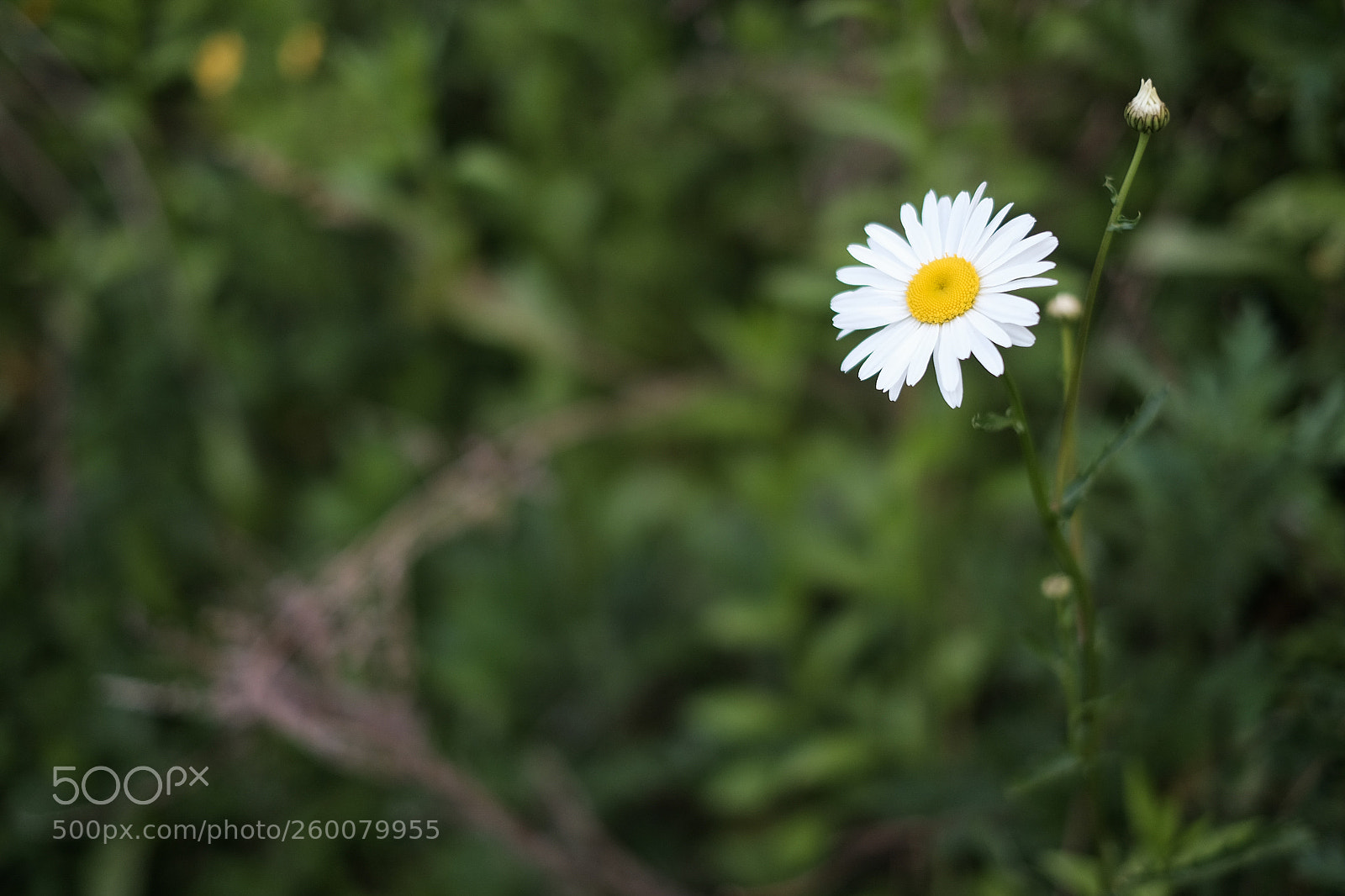 Fujifilm X-T10 sample photo. White daisy photography