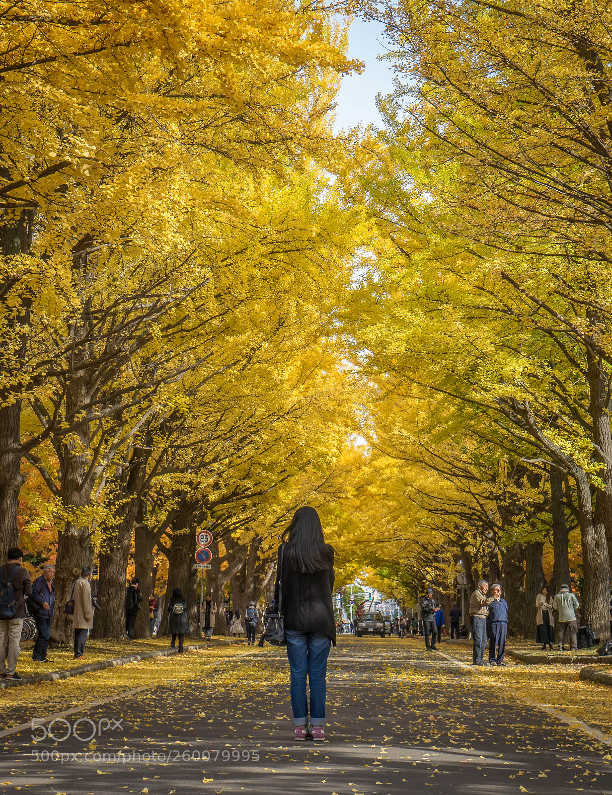 Sony a7 sample photo. Autumn @ hokkaido university photography