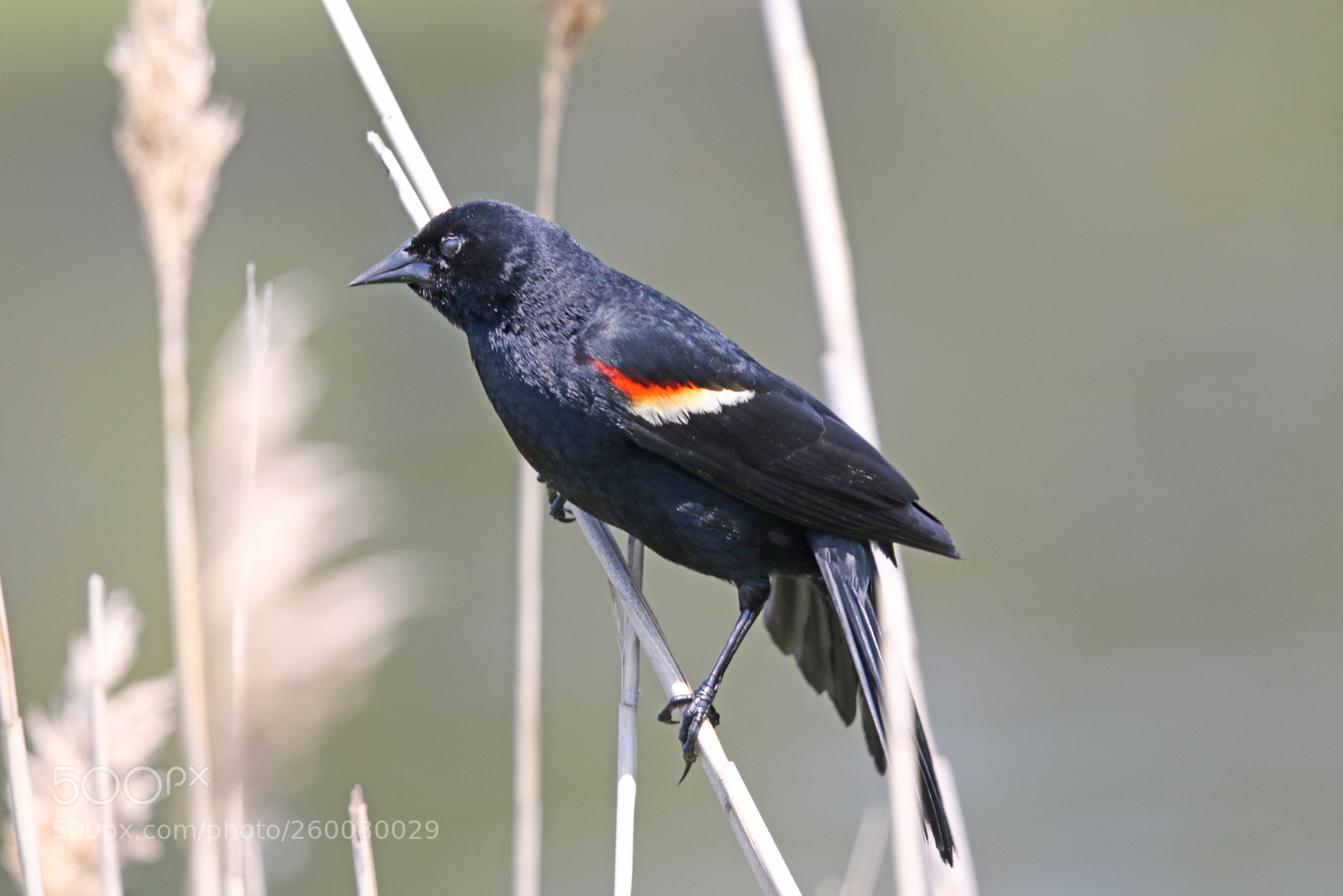 Canon EOS 7D Mark II sample photo. Red winged blackbird photography