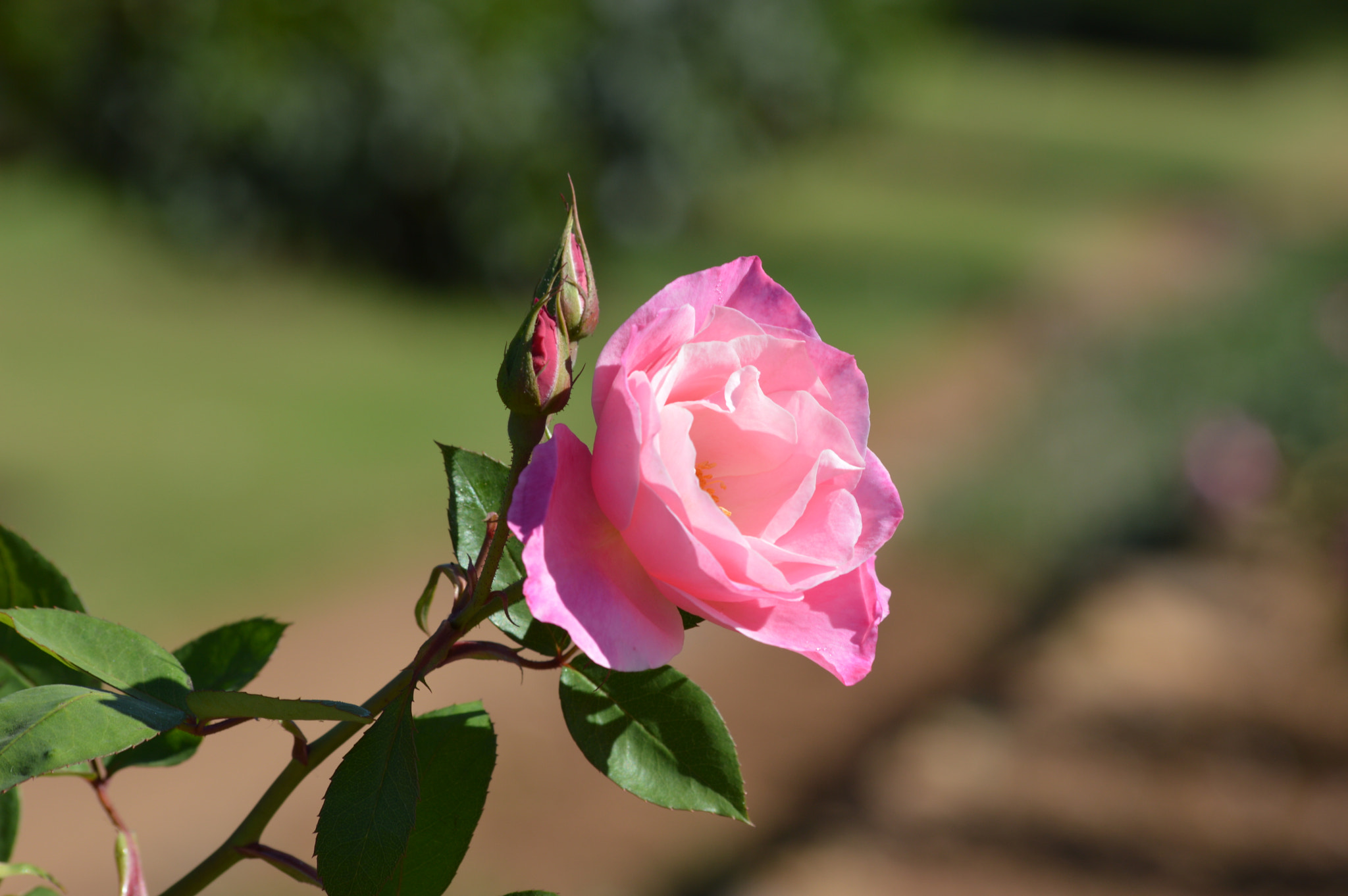 Nikon D3200 + Sigma 70-300mm F4-5.6 APO DG Macro sample photo. Pink flower photography