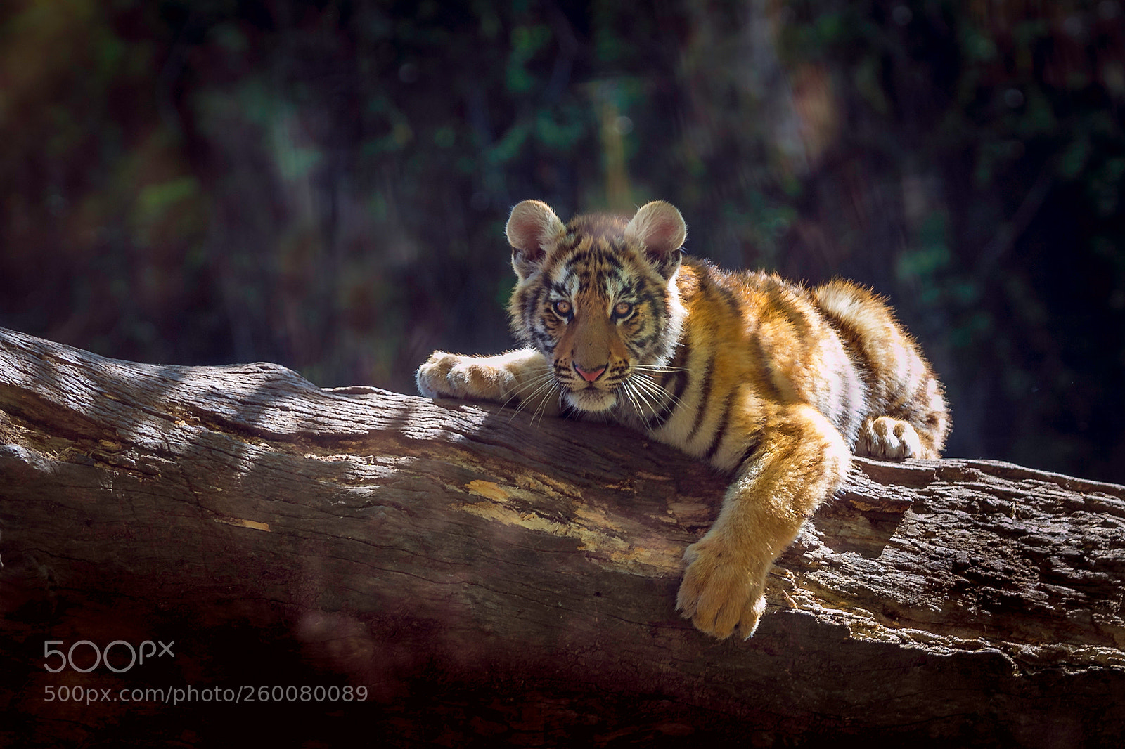 Canon EOS 70D sample photo. Tiger cub photography