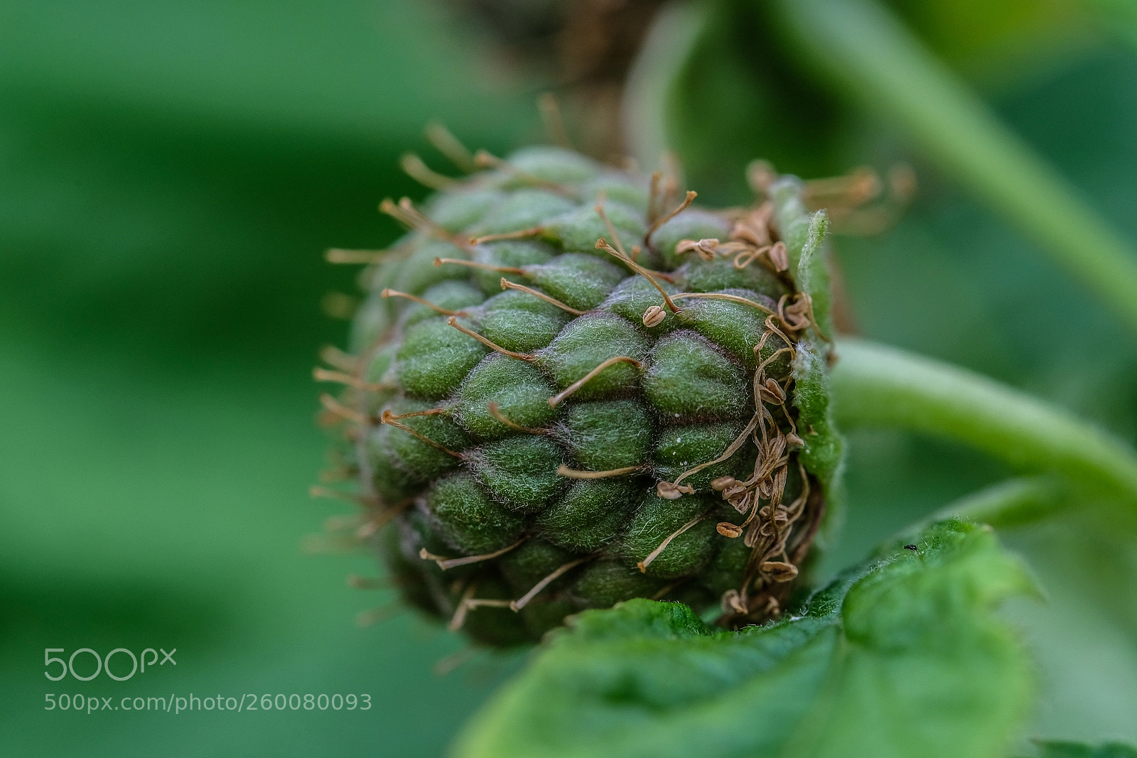 Fujifilm X-E3 sample photo. Berry photography