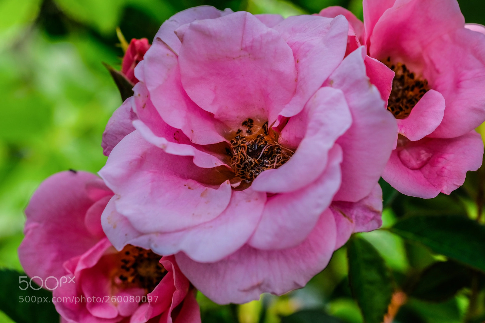 Fujifilm X-E3 sample photo. Close photography